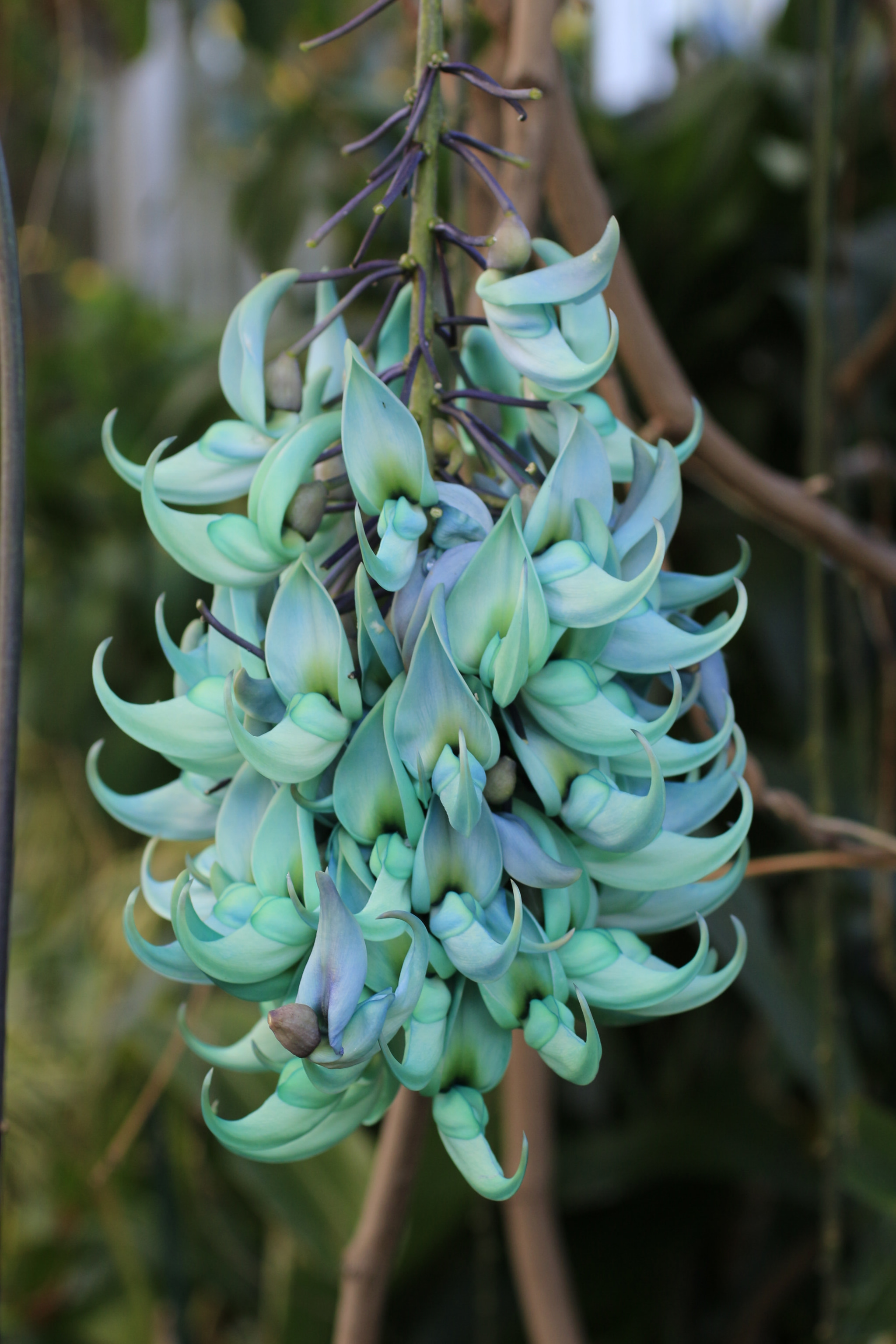 Canon EF 50mm F2.5 Macro sample photo. Jade vine photography