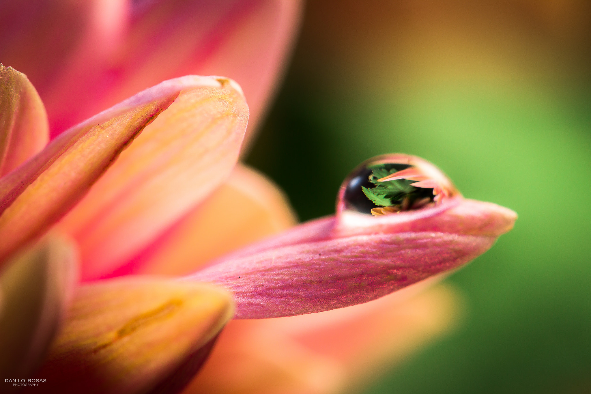 Canon EF-S 60mm F2.8 Macro USM sample photo. "reflejos" photography