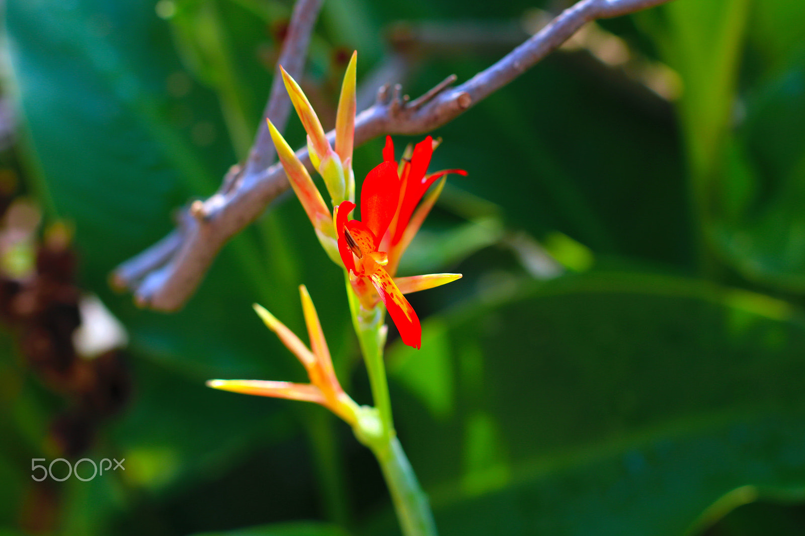 Canon EOS 70D + Canon EF 50mm F1.4 USM sample photo. My wildflower photography