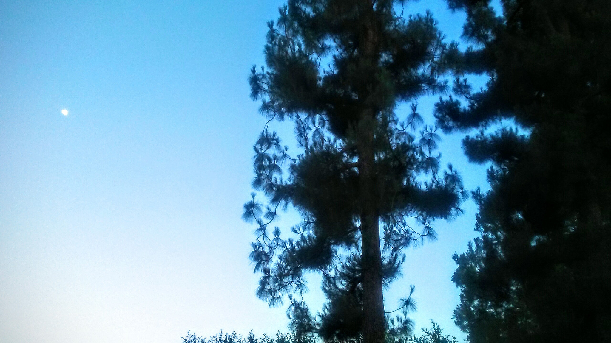 LG M1 sample photo. Staring  photography