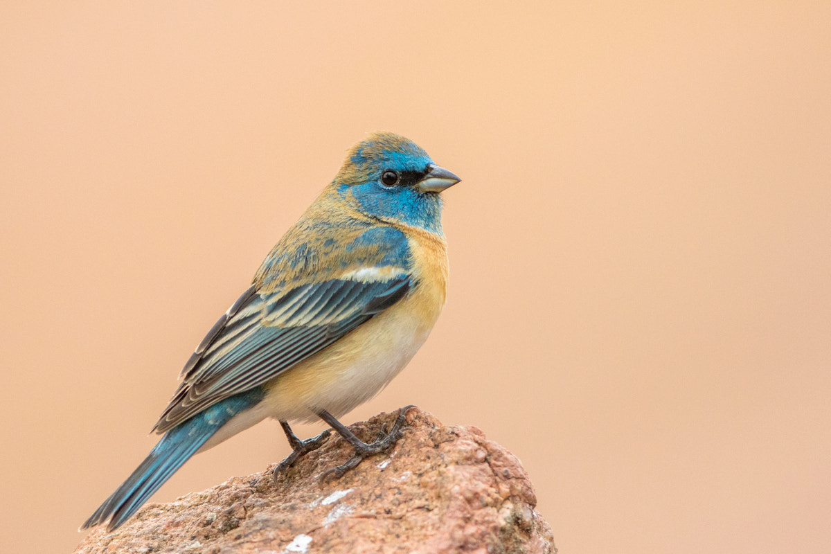 Canon EOS 7D Mark II + Canon EF 200-400mm F4L IS USM Extender 1.4x sample photo. Lazuli bunting photography