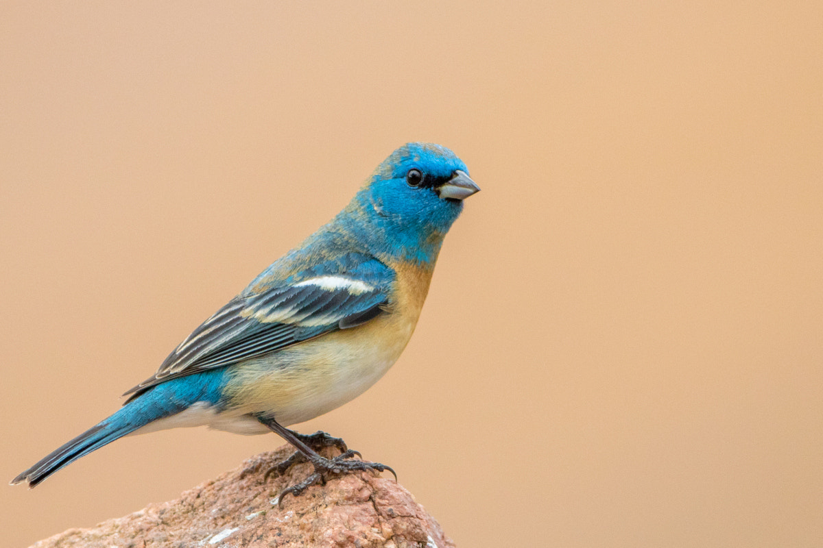 Canon EF 200-400mm F4L IS USM Extender 1.4x sample photo. Lazuli bunting photography