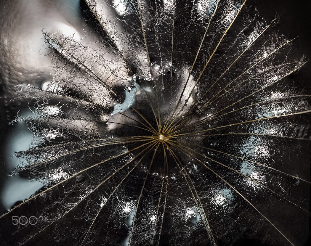 Olympus M.Zuiko Digital ED 60mm F2.8 Macro sample photo. Goat's beard seed photography