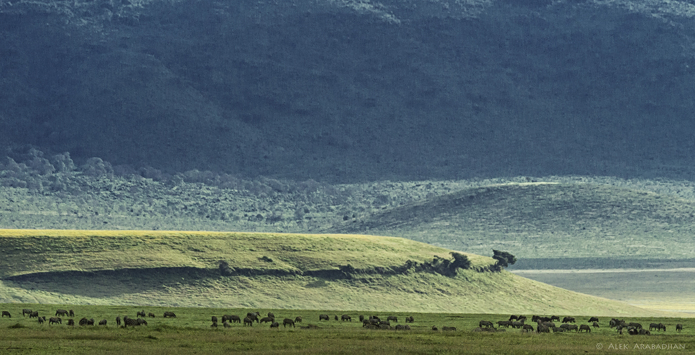 Nikon D4S sample photo. Migration in the crater photography