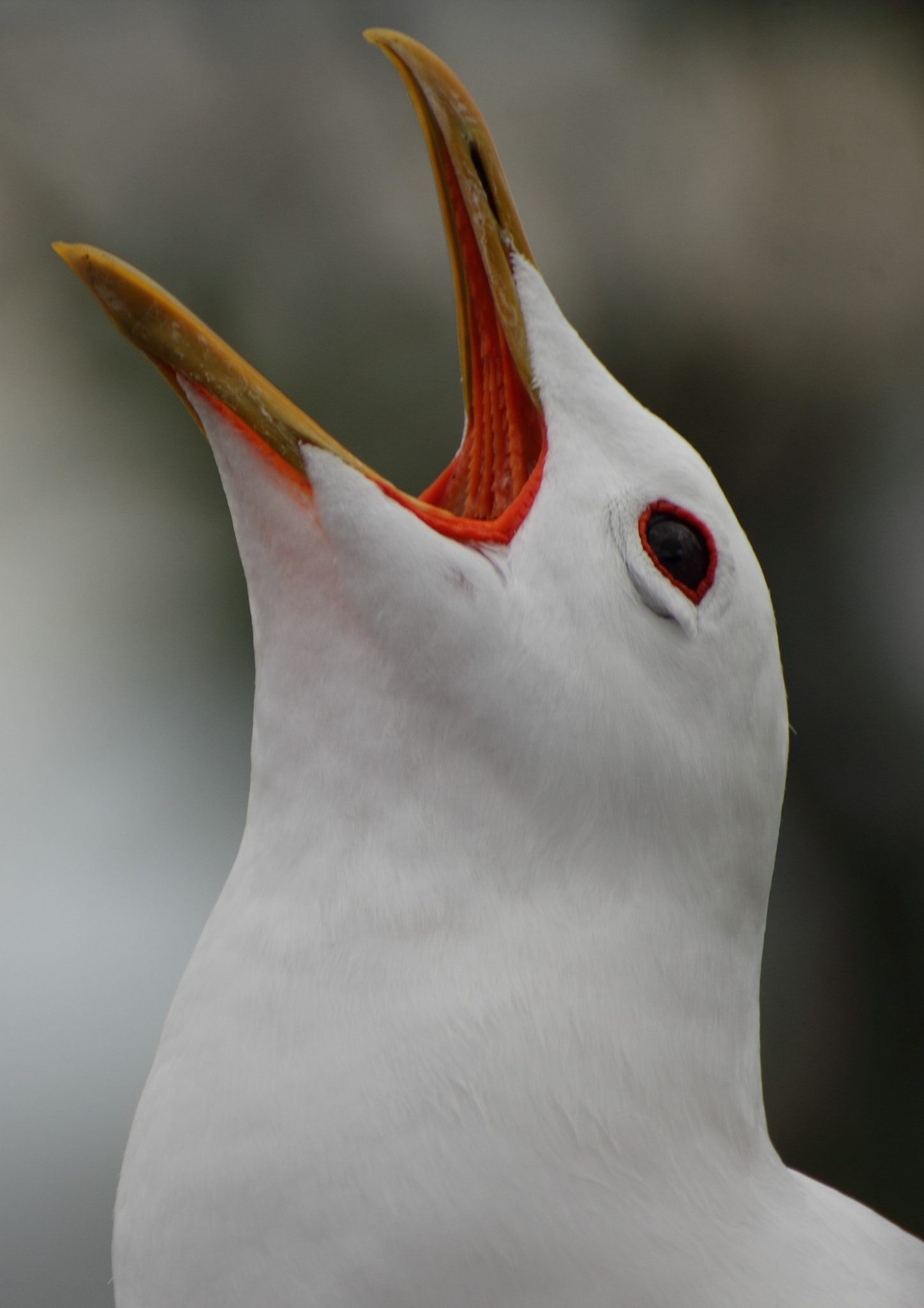 Tamron SP 35mm F1.8 Di VC USD sample photo. Bird photography