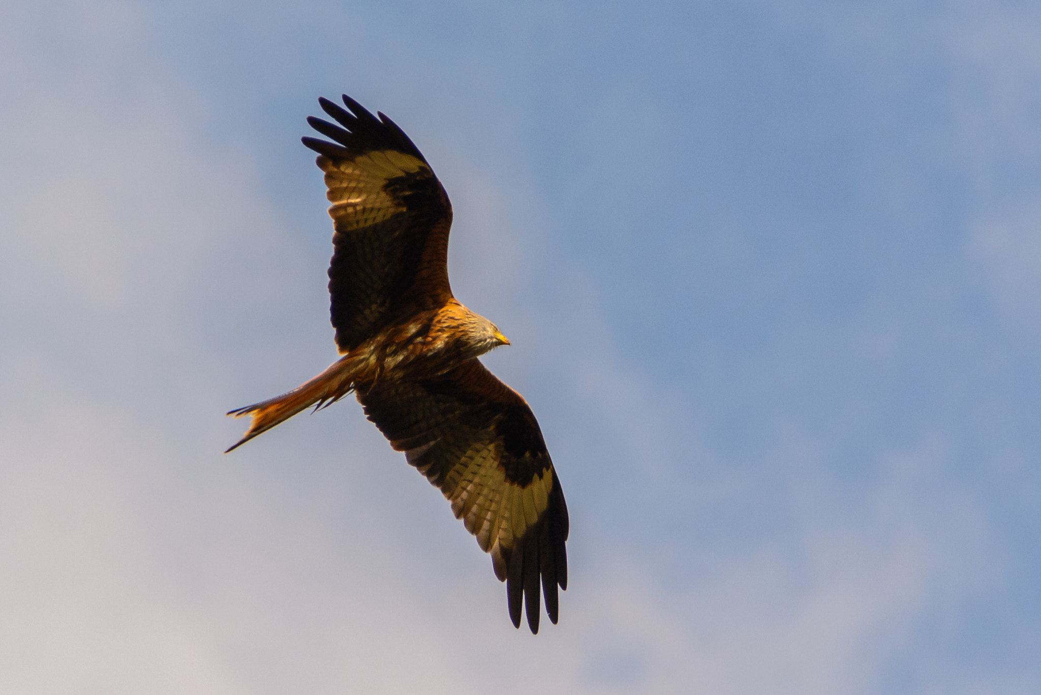 Sigma 18-250mm F3.5-6.3 DC OS HSM sample photo. Rotmilan photography