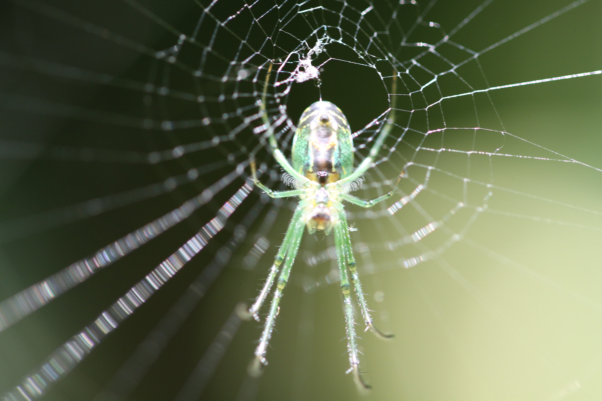 Canon EOS 50D + Canon EF 100mm F2.8L Macro IS USM sample photo. Araña tejedora malinalco estado de méxico photography