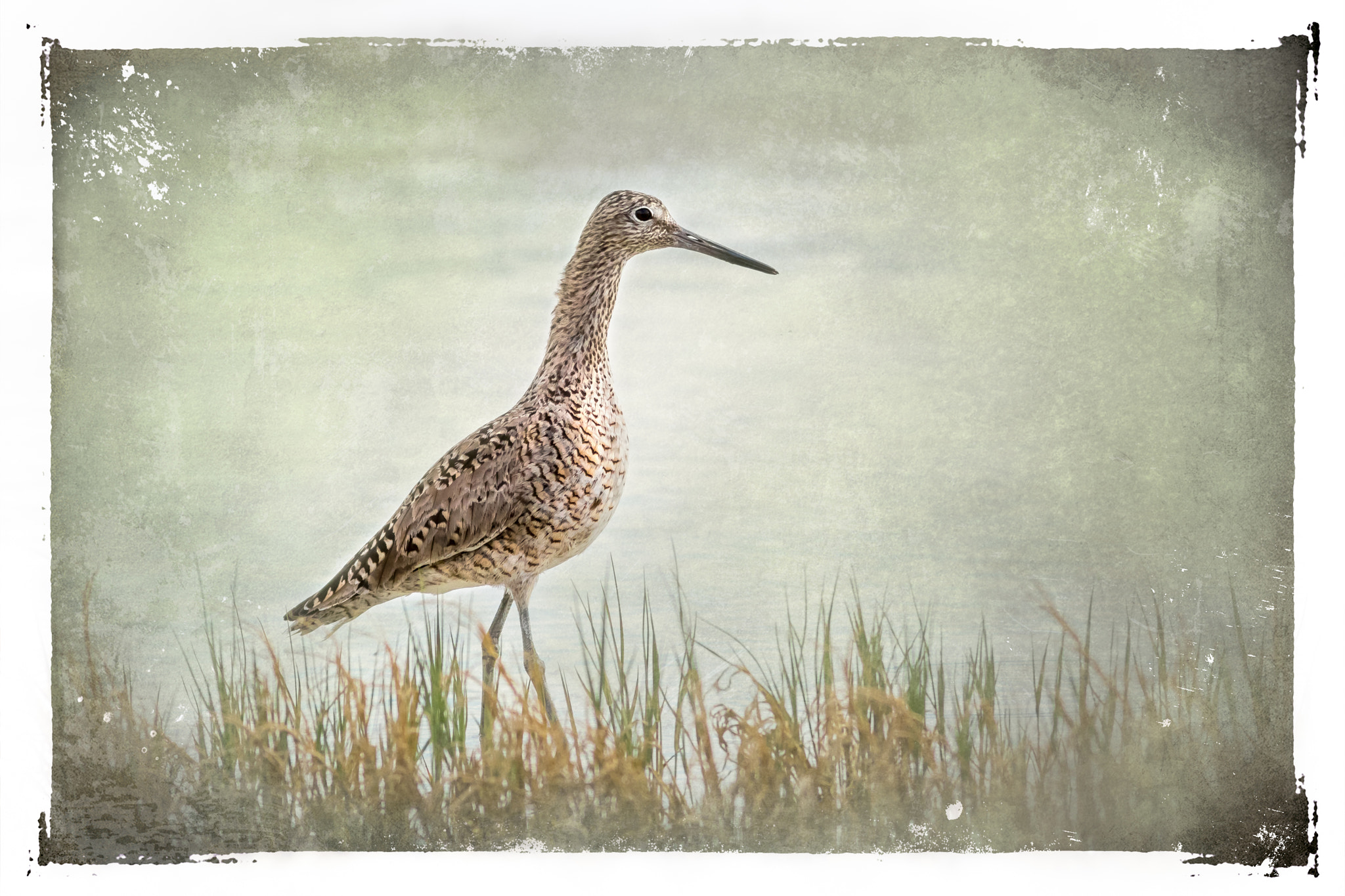 Canon EOS 7D Mark II + Canon EF 400mm F5.6L USM sample photo. Willet: shoreline stroll photography