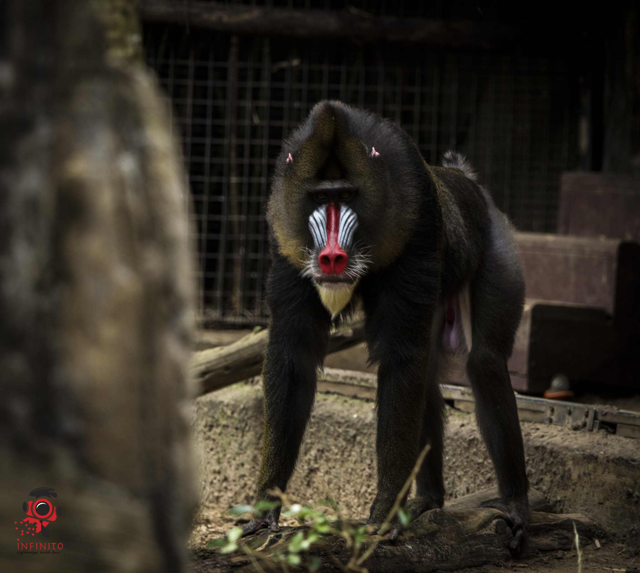 Canon EOS 600D (Rebel EOS T3i / EOS Kiss X5) + Canon EF 70-200mm F2.8L USM sample photo. Mandrill at houston zoo photography