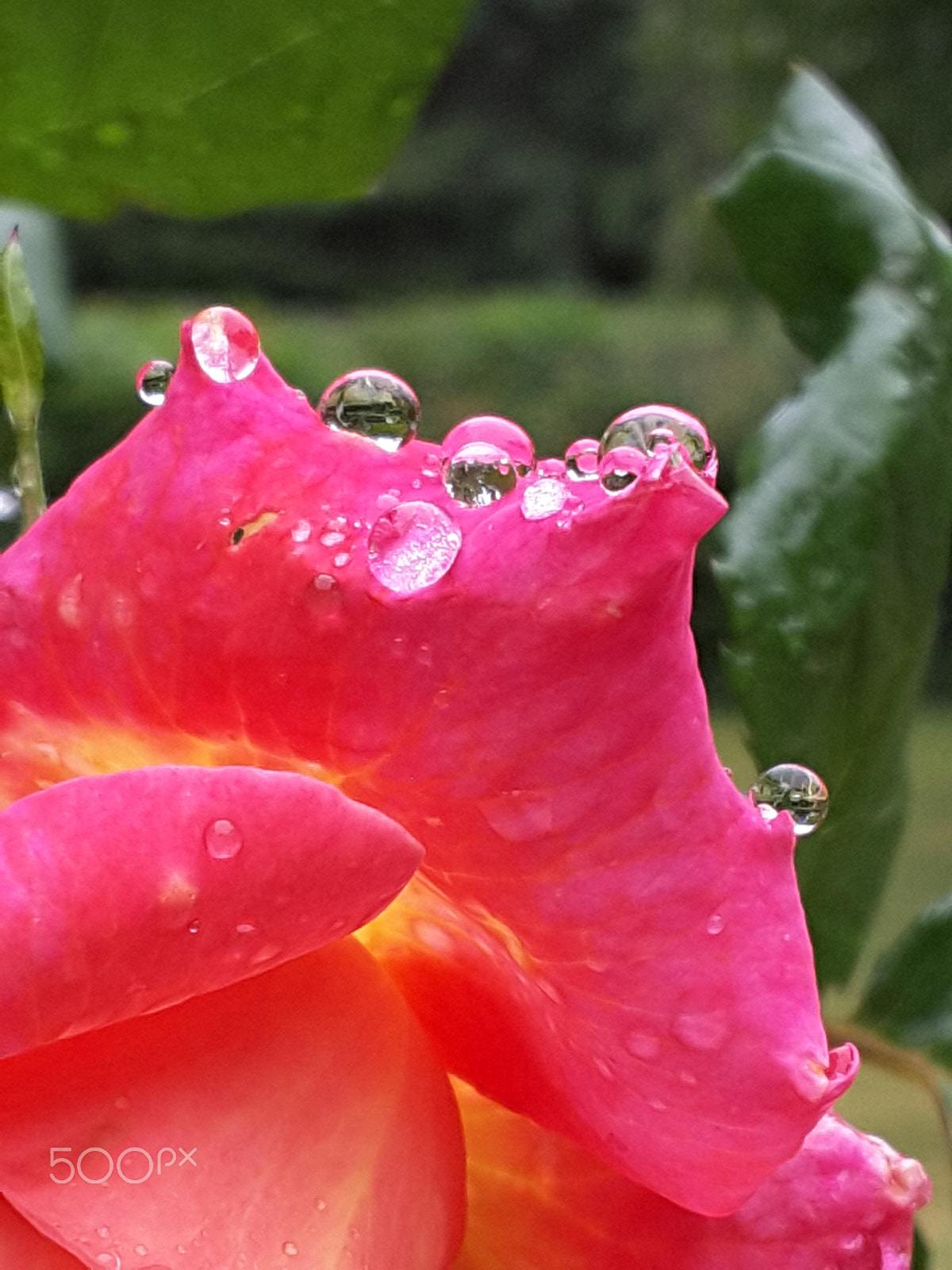 Samsung Galaxy Tab S2 9.7 sample photo. Rose with raindrops photography