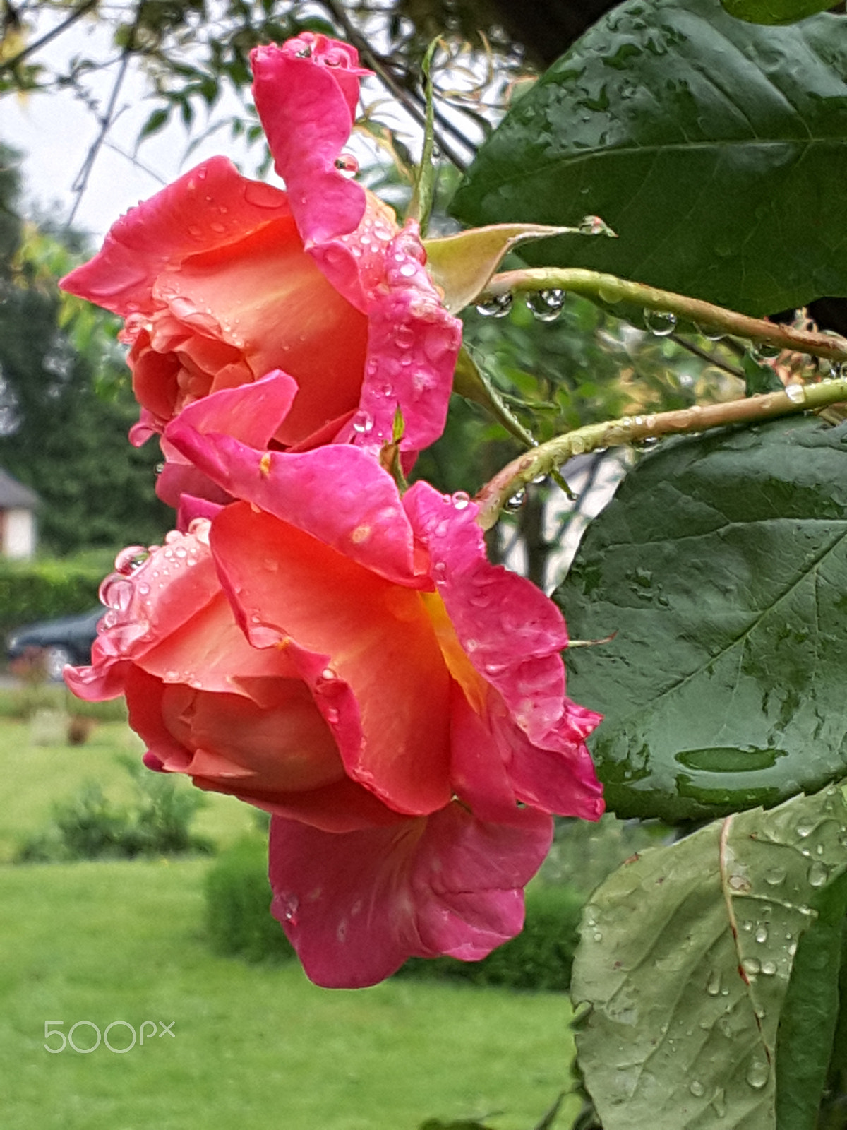 Samsung Galaxy Tab S2 9.7 sample photo. Roses with raindrops photography