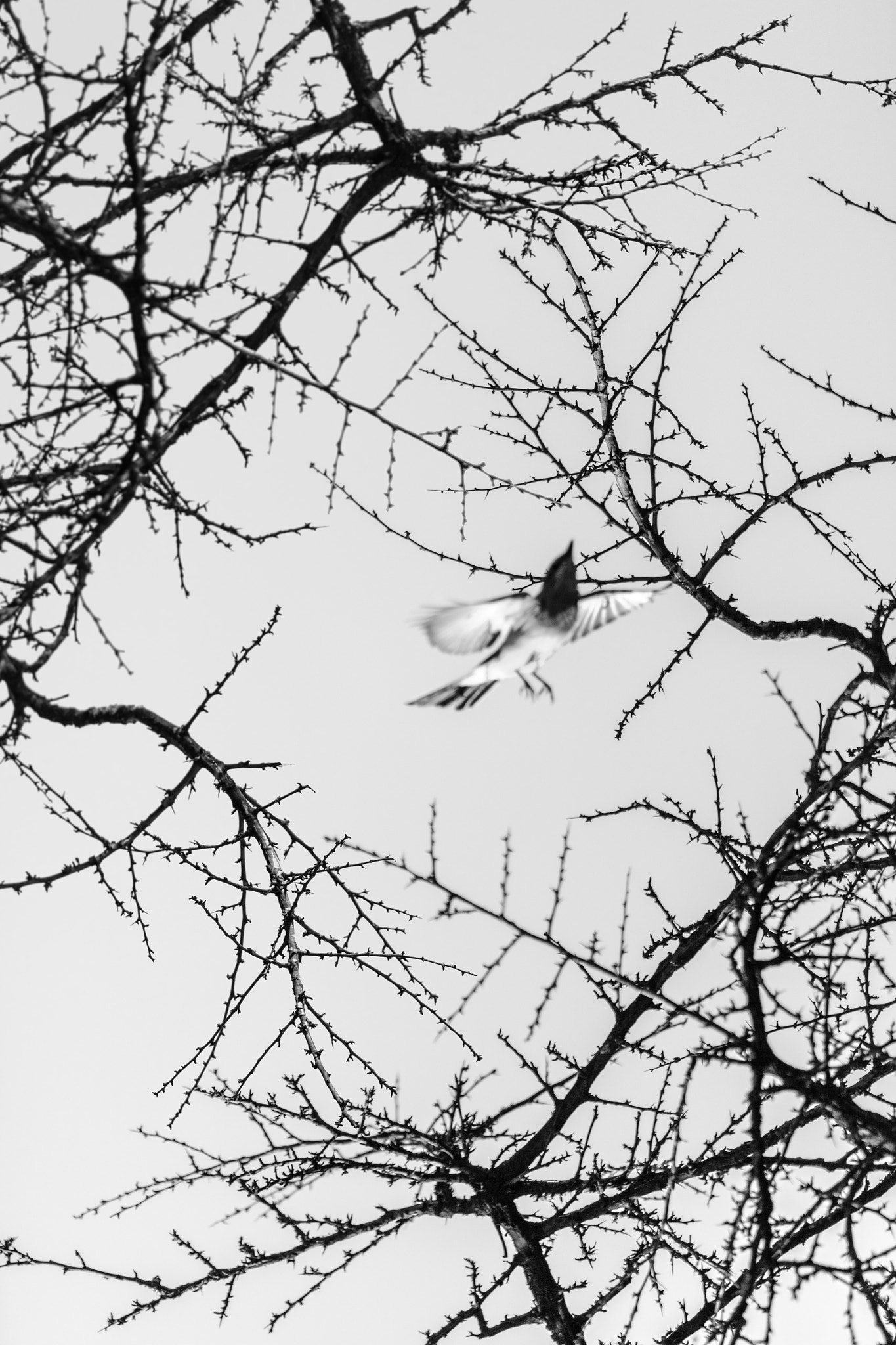 Tamron SP 150-600mm F5-6.3 Di VC USD sample photo. Birdie photography