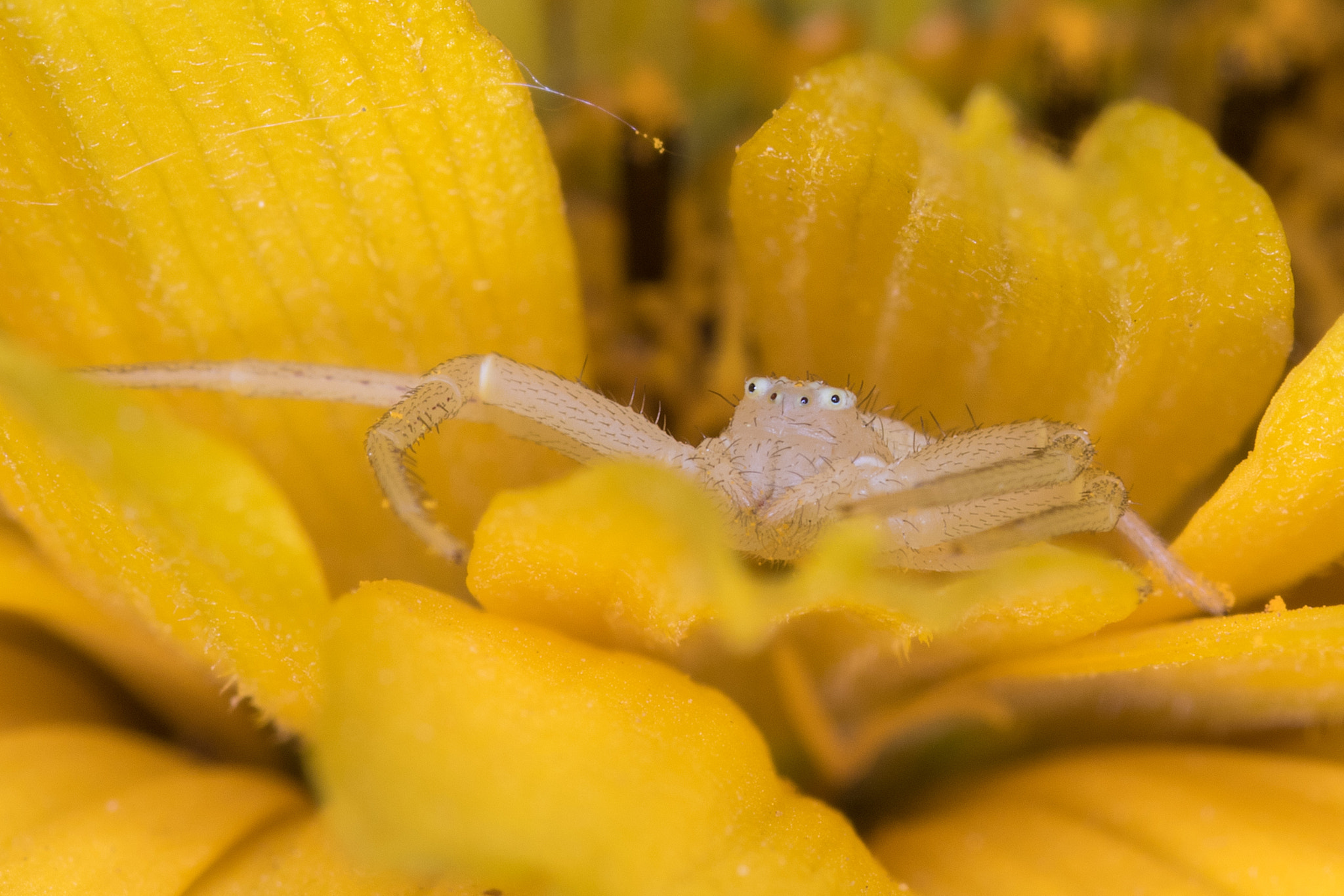Sigma 105mm F2.8 EX DG Macro sample photo. Untitled photography