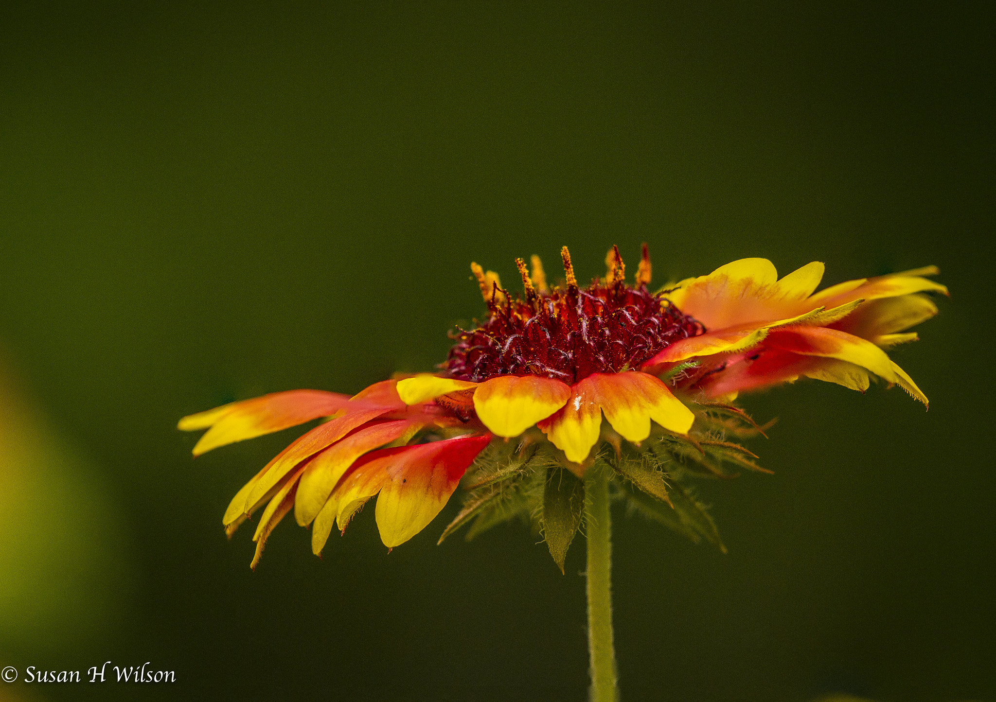 Canon EF 180mm F3.5L Macro USM sample photo. Fire wheel photography