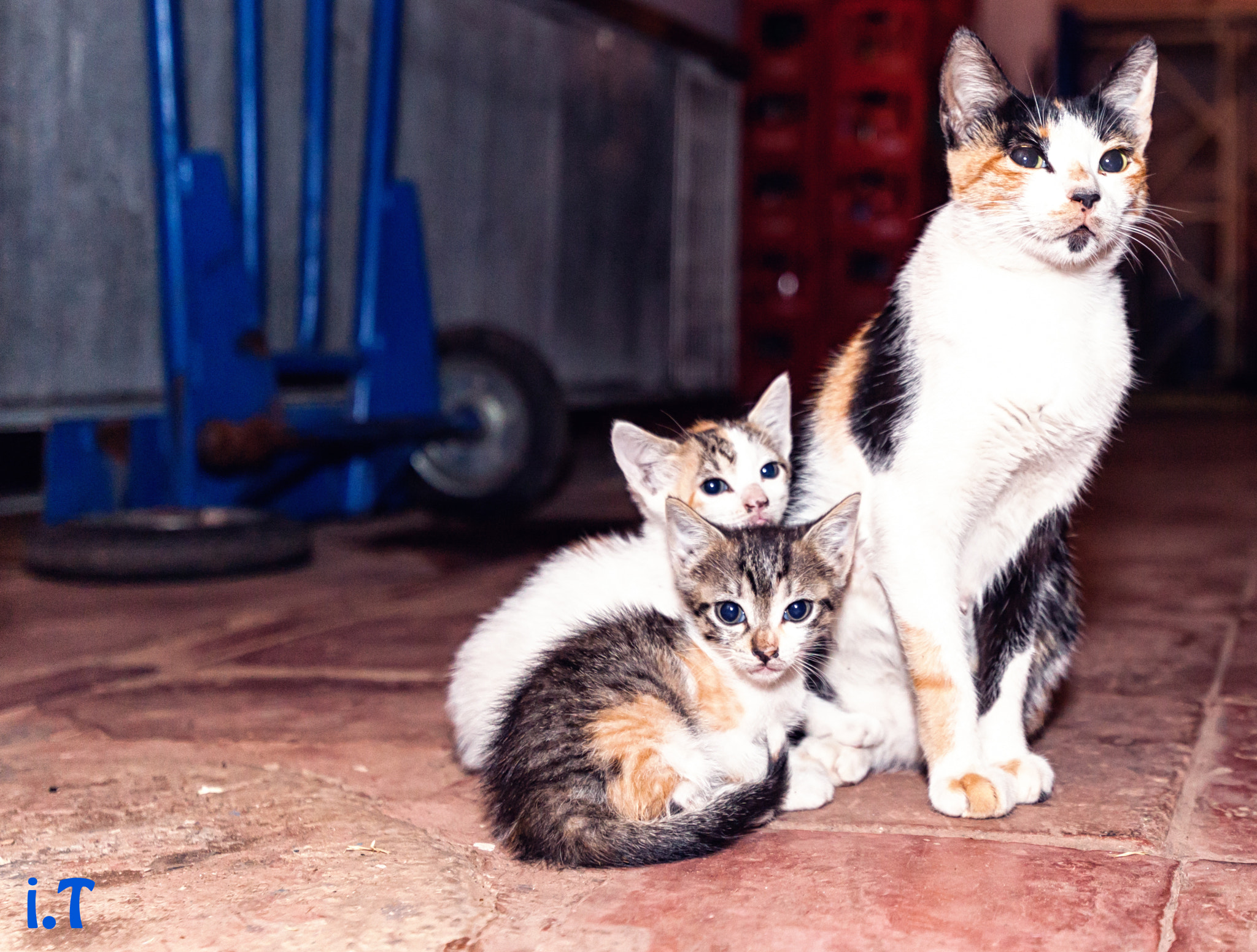 Canon EF 300mm f/2.8L sample photo. Family of cats photography