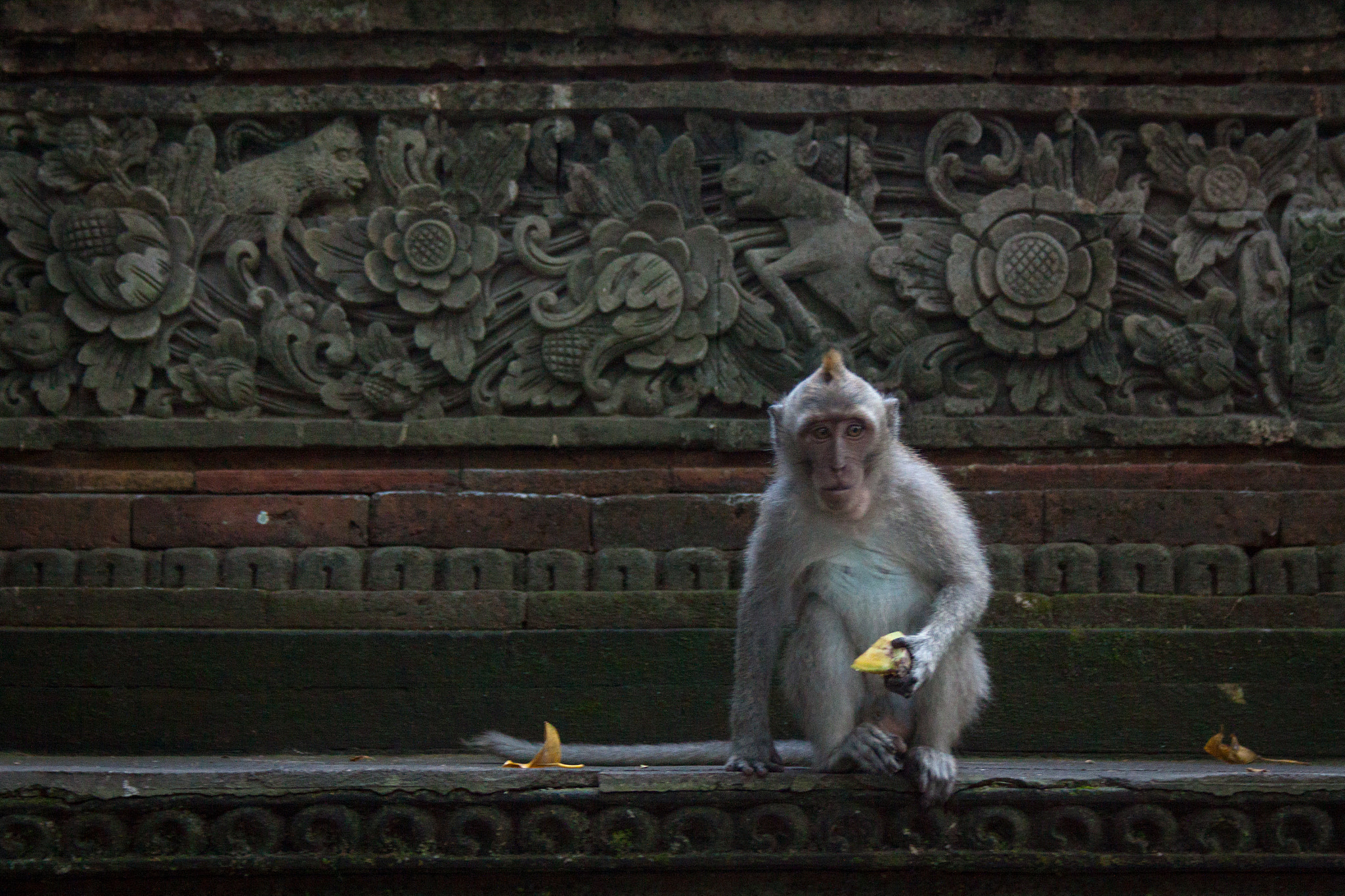 Canon EF-S 18-55mm F3.5-5.6 sample photo. Monkey in a temple photography