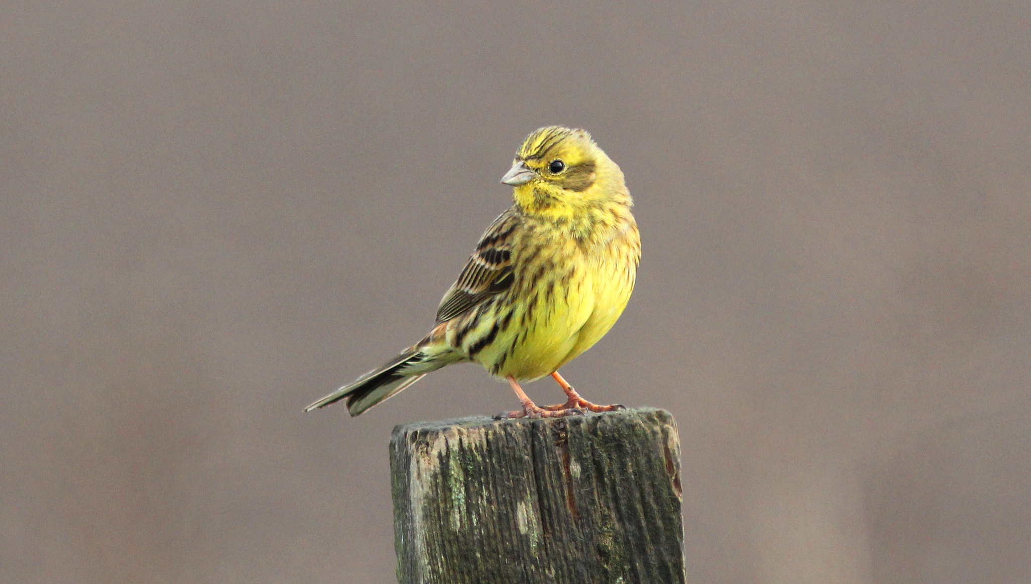 Canon EF 300mm F4L IS USM sample photo. Yellowhammer photography