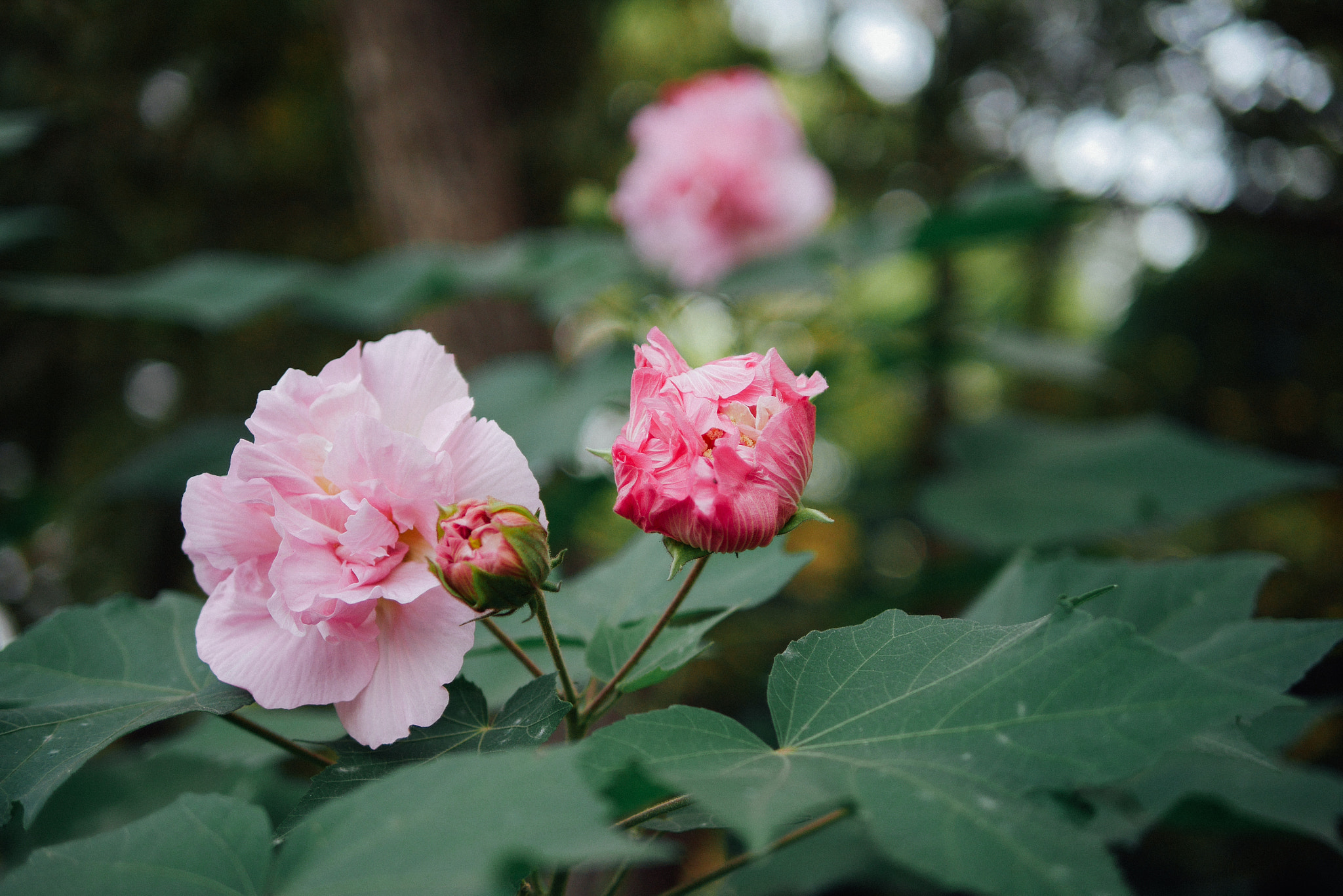 Panasonic Lumix DMC-GX7 + Panasonic Leica DG Summilux 25mm F1.4 II ASPH sample photo. 白马公园 photography