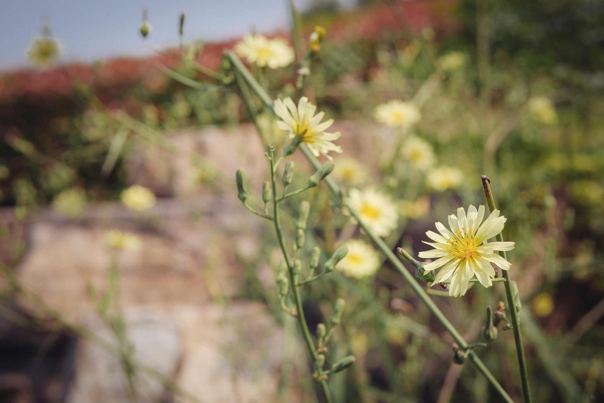 Panasonic Lumix DMC-GX7 + Panasonic Leica DG Summilux 25mm F1.4 II ASPH sample photo. 白马公园 photography