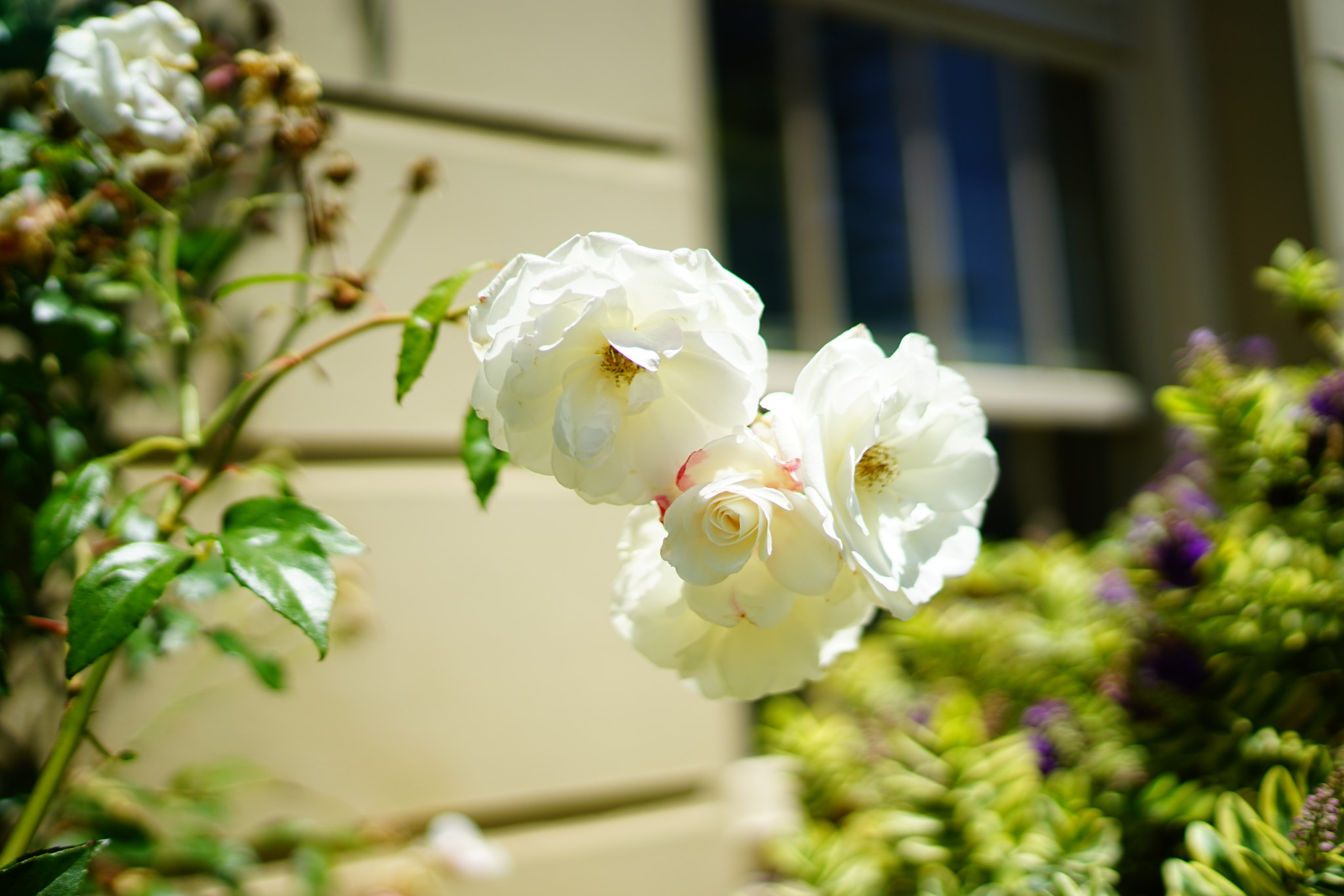Sony a7 + Sony Distagon T* FE 35mm F1.4 ZA sample photo. Dsc04126.jpg photography