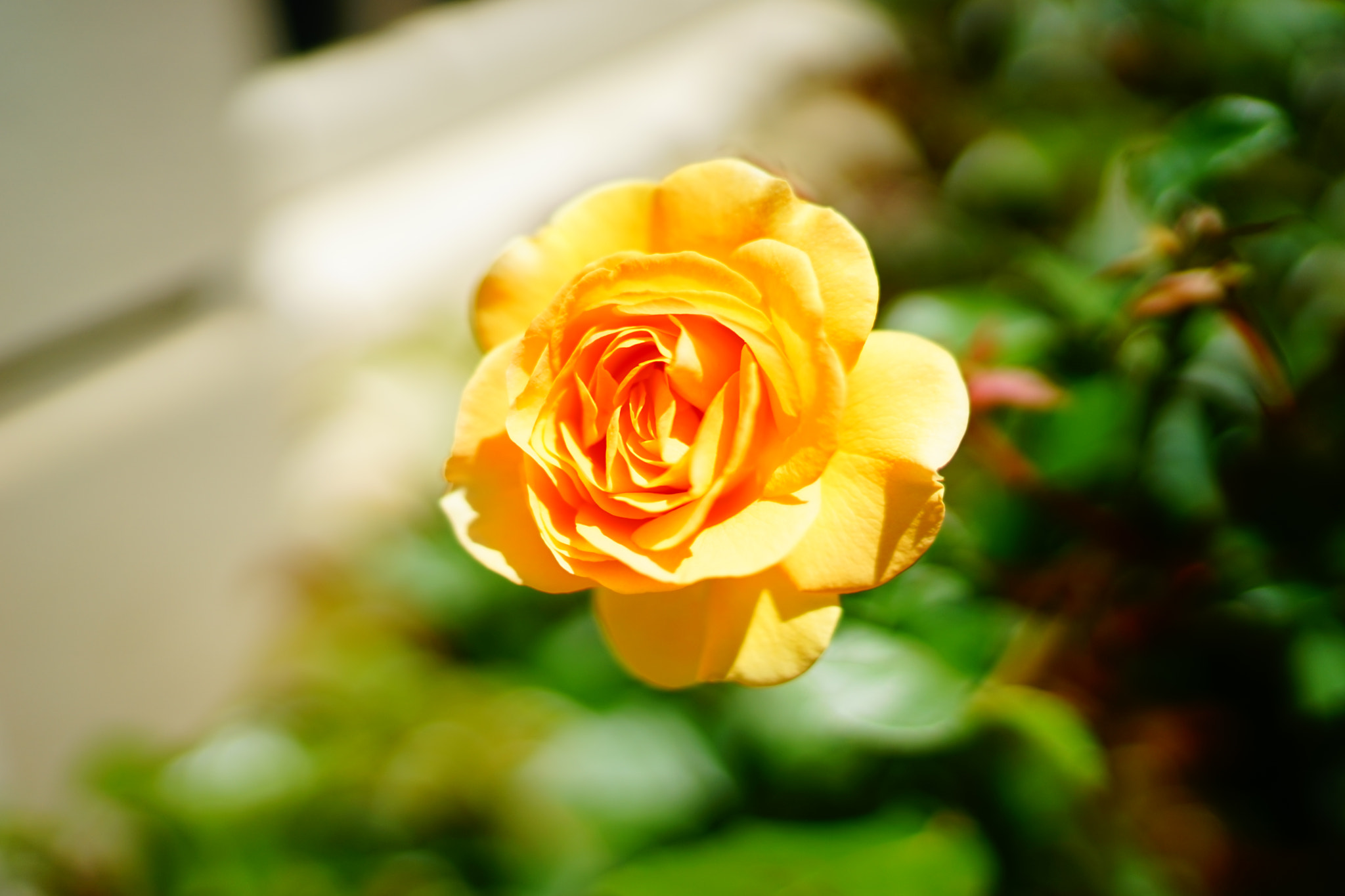 Sony a7 + Sony Distagon T* FE 35mm F1.4 ZA sample photo. Dsc04131.jpg photography