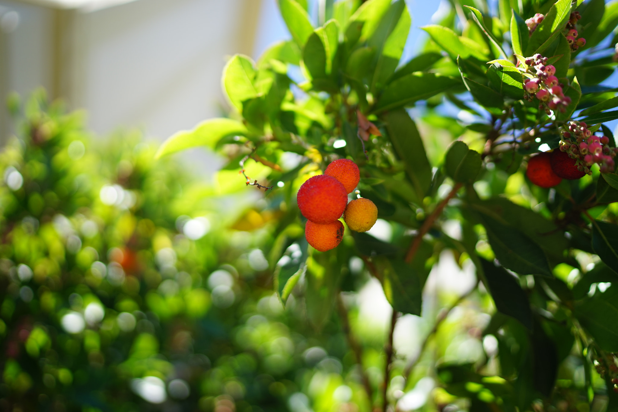 Sony a7 + Sony Distagon T* FE 35mm F1.4 ZA sample photo. Dsc04148.jpg photography