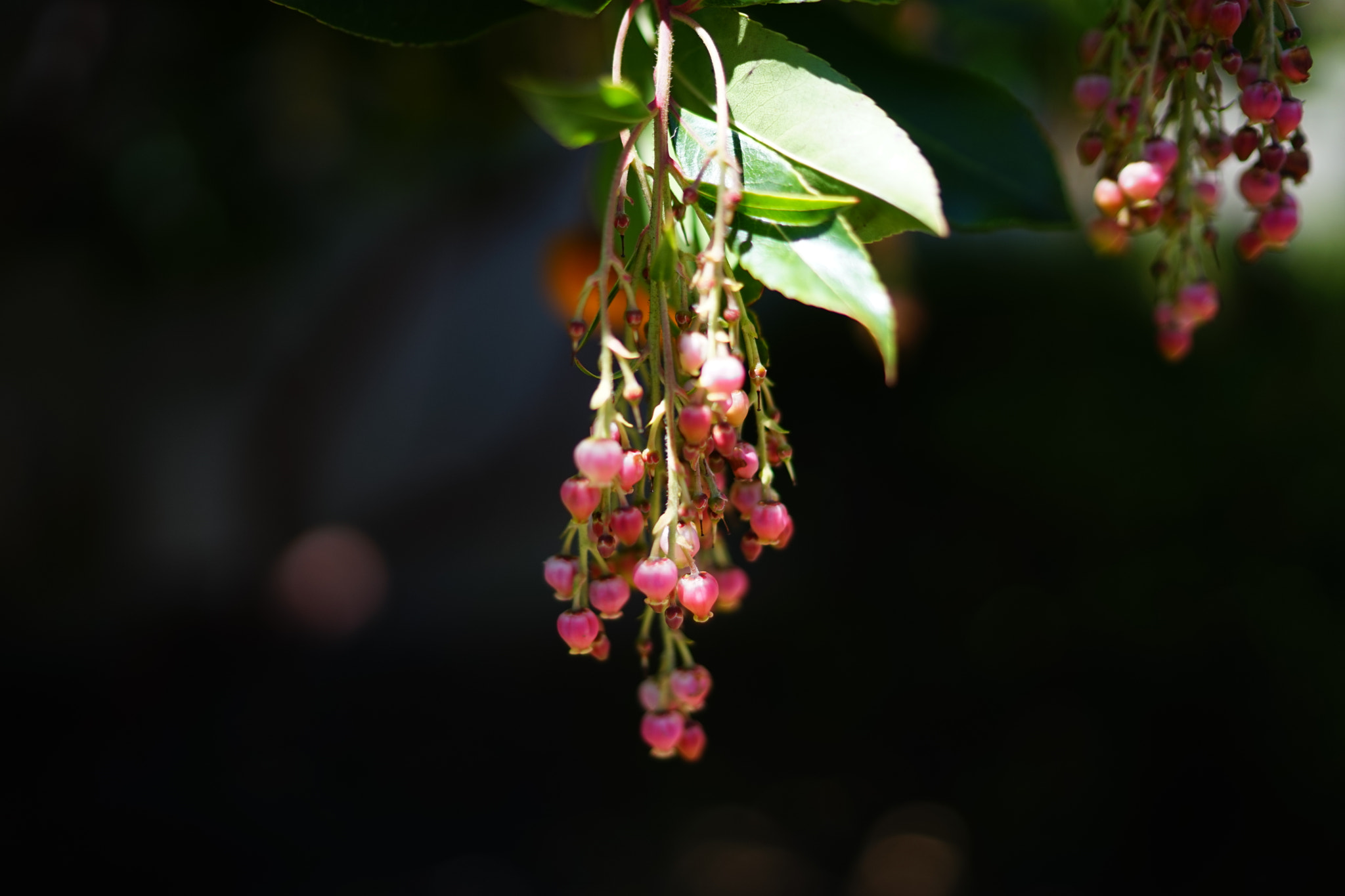 Sony a7 + Sony Distagon T* FE 35mm F1.4 ZA sample photo. Dsc04149.jpg photography
