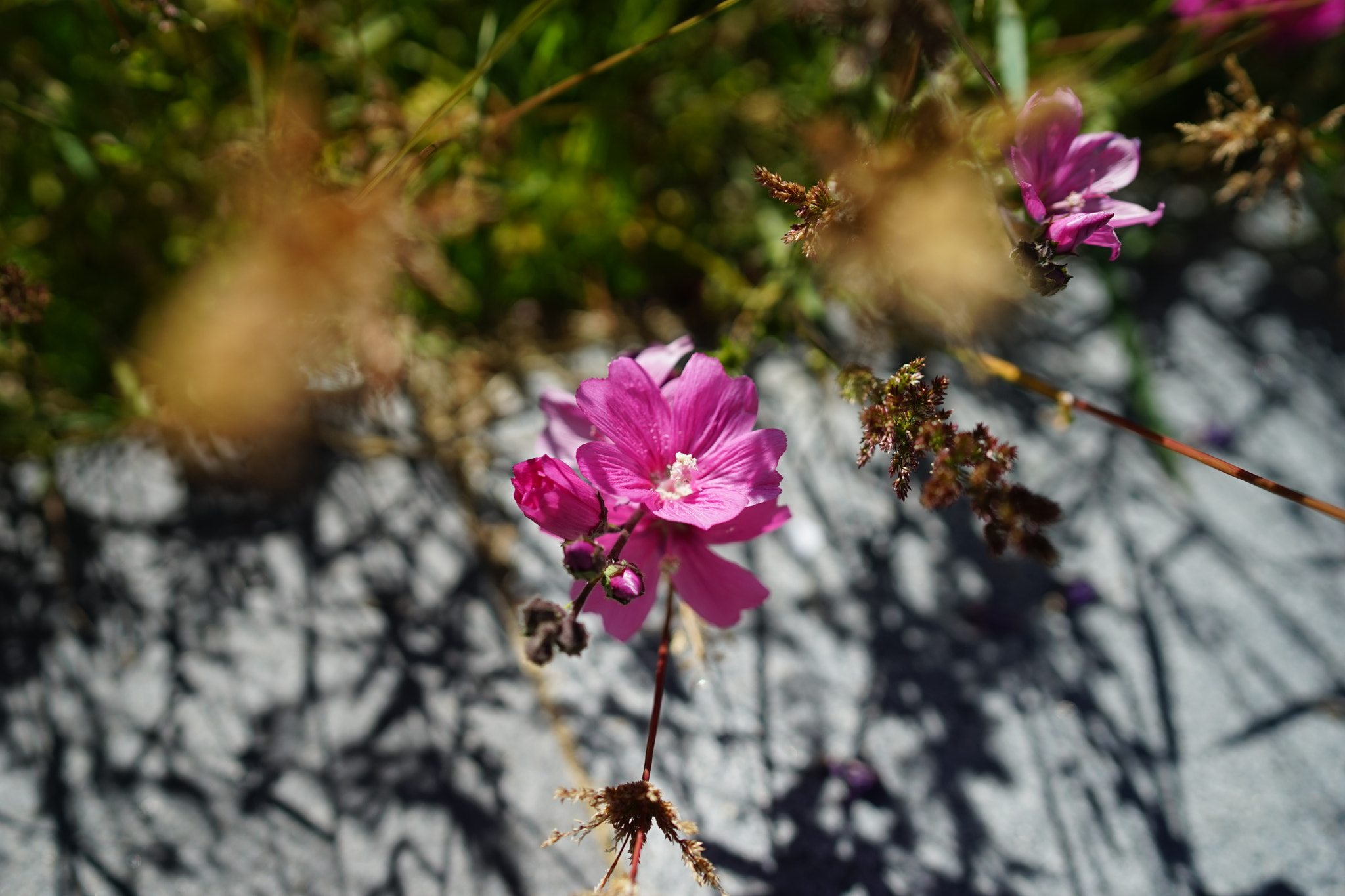 Sony a7 + Sony Distagon T* FE 35mm F1.4 ZA sample photo. Dsc04183.jpg photography
