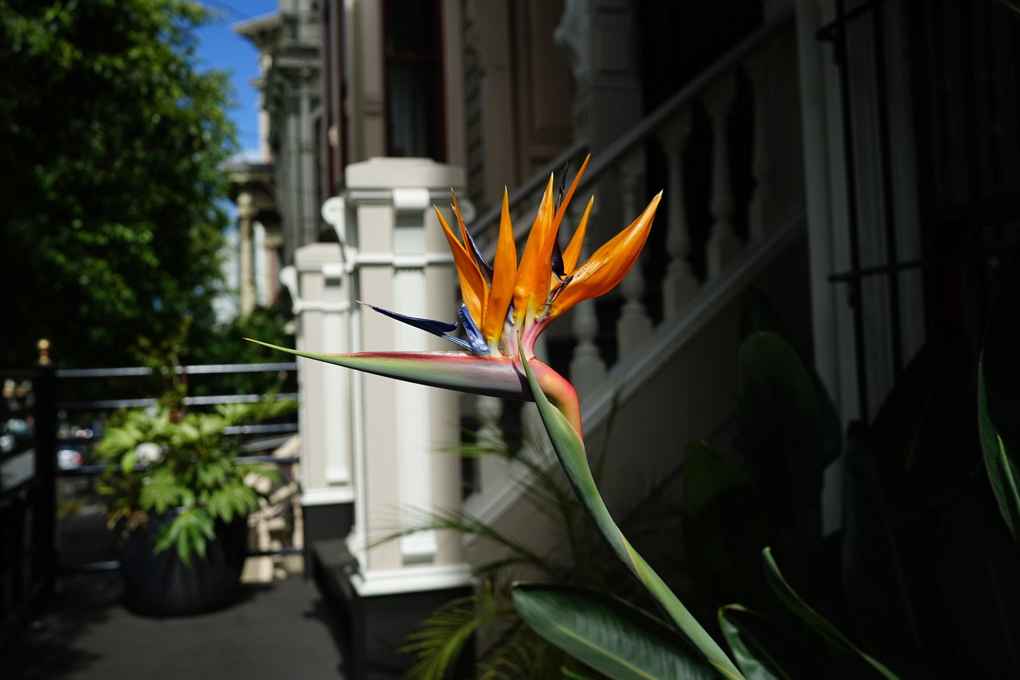 Sony a7 + Sony Distagon T* FE 35mm F1.4 ZA sample photo. Dsc04238.jpg photography