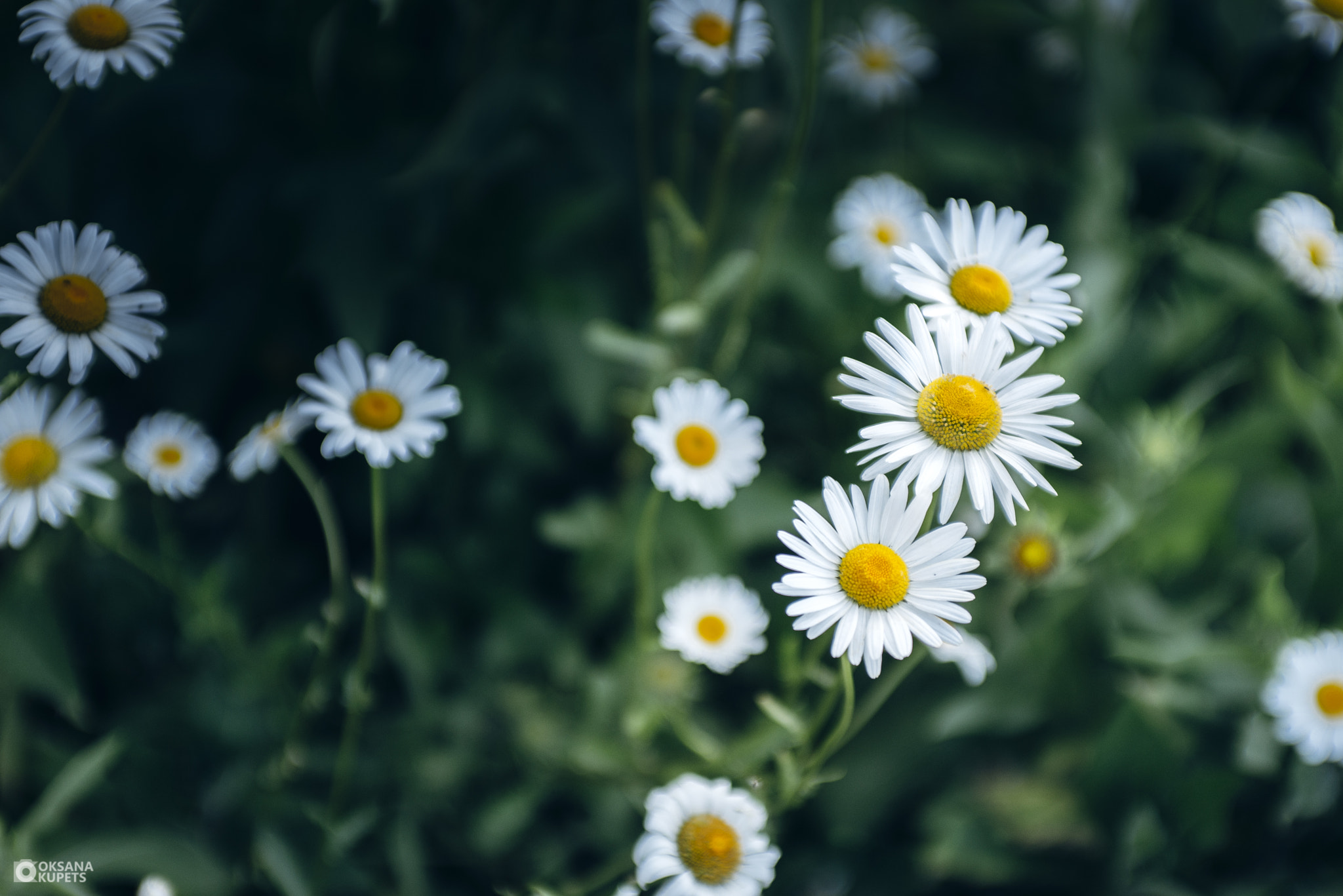 Nikon D600 + AF Zoom-Nikkor 35-70mm f/2.8D sample photo. Morning mood.jpg photography