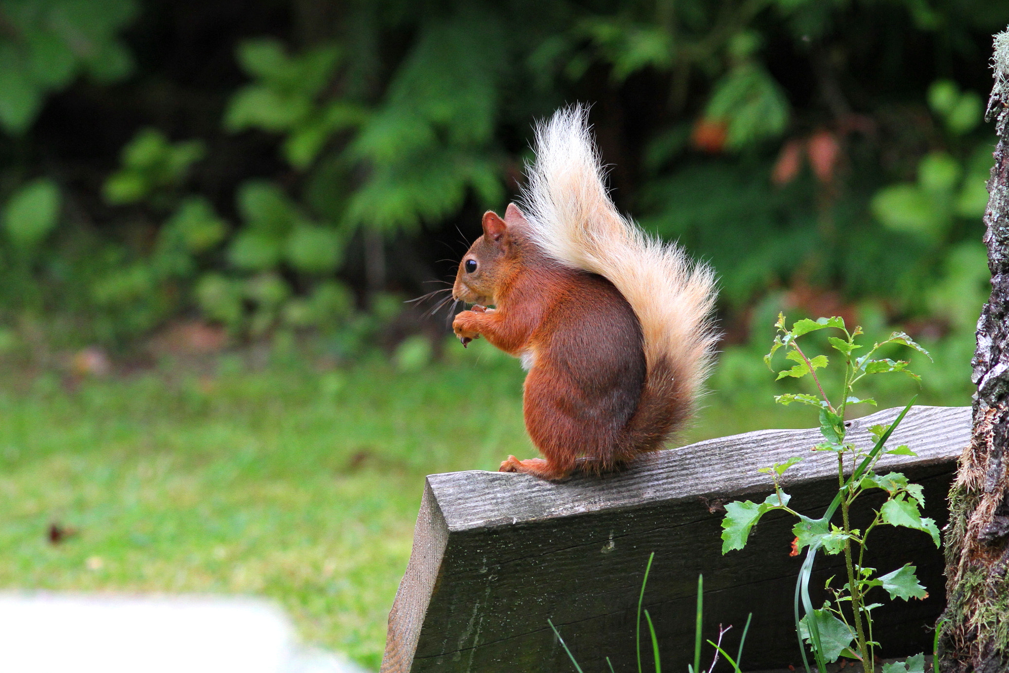 Canon EF 300mm F4L IS USM sample photo. Red squirrel photography