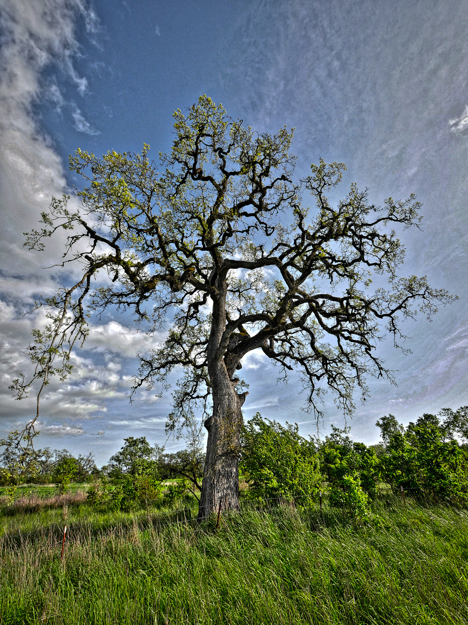 Panasonic Lumix G Vario 7-14mm F4 ASPH sample photo. Lone tree photography