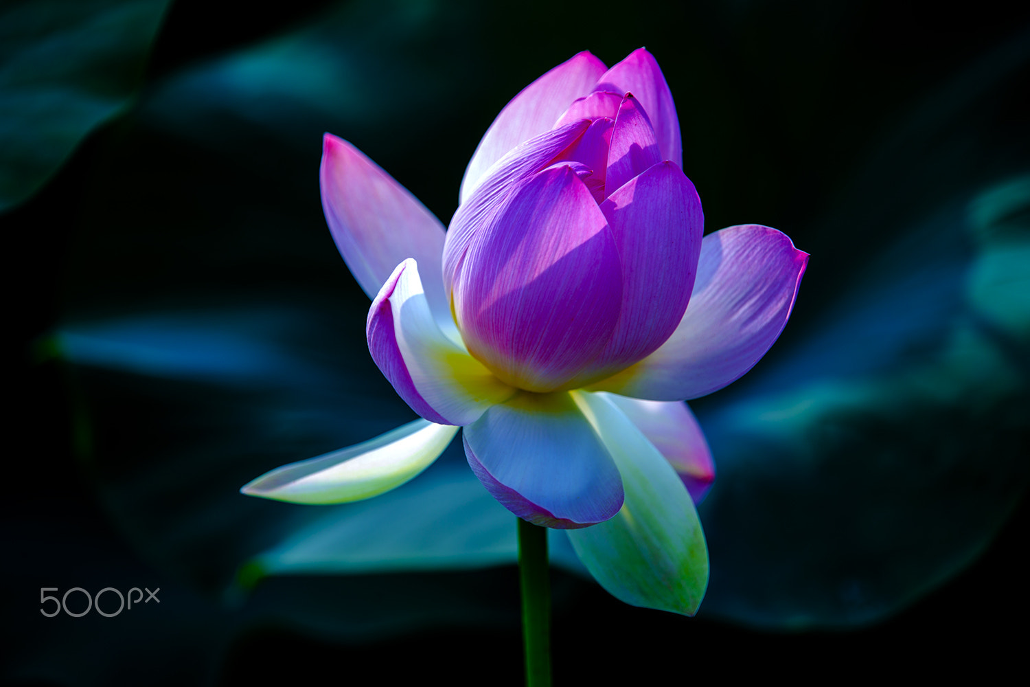 Canon EOS-1D X sample photo. Lotus photography