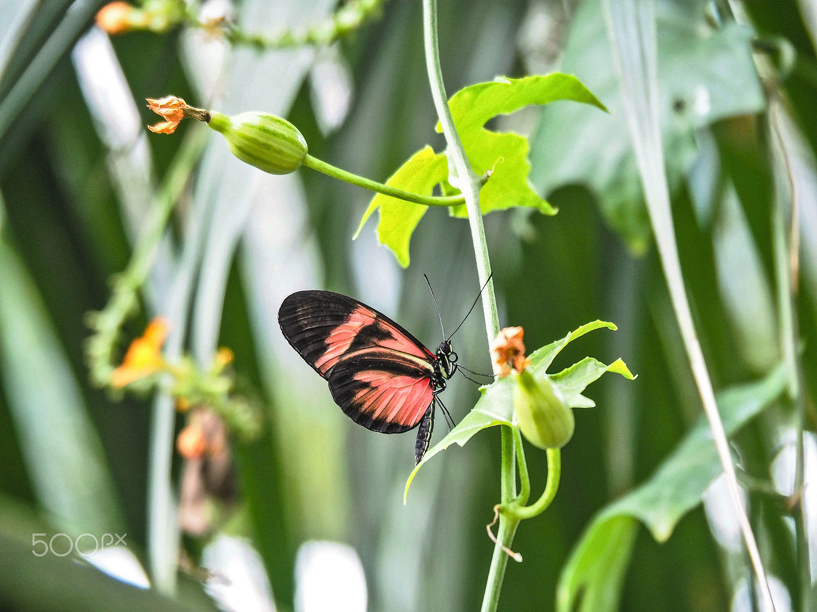 Olympus OM-D E-M10 sample photo. Butterfly 1 photography