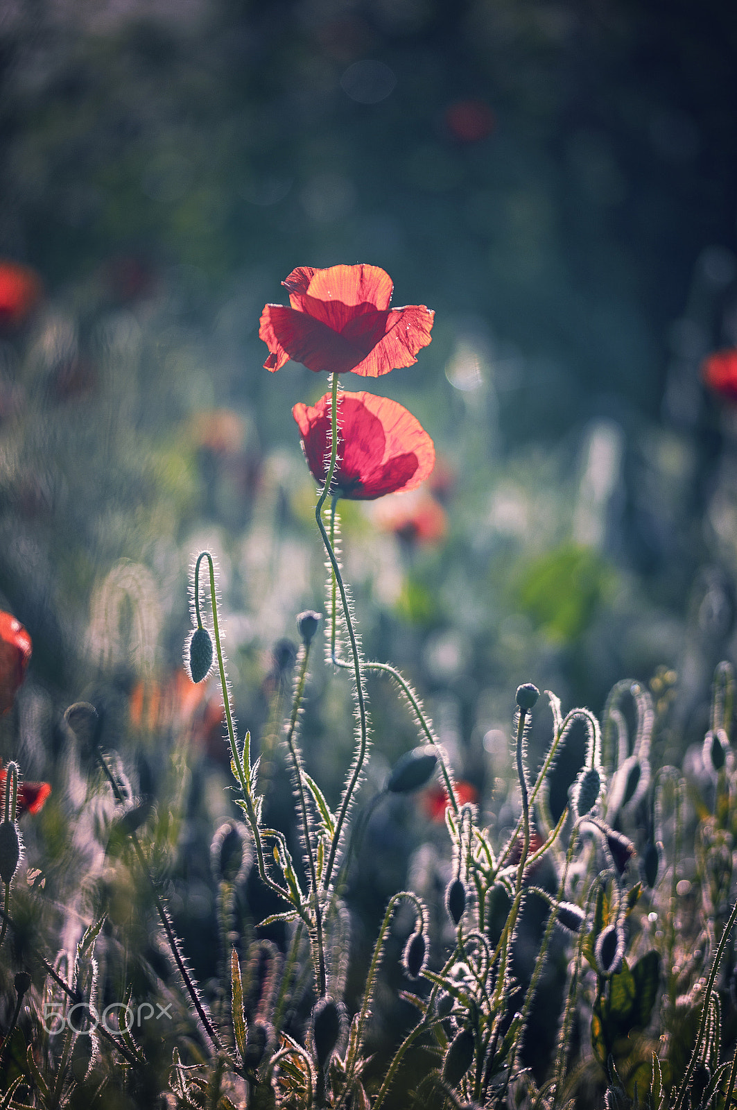 Sigma 105mm F2.8 EX DG OS HSM sample photo. Will you dance with me? photography