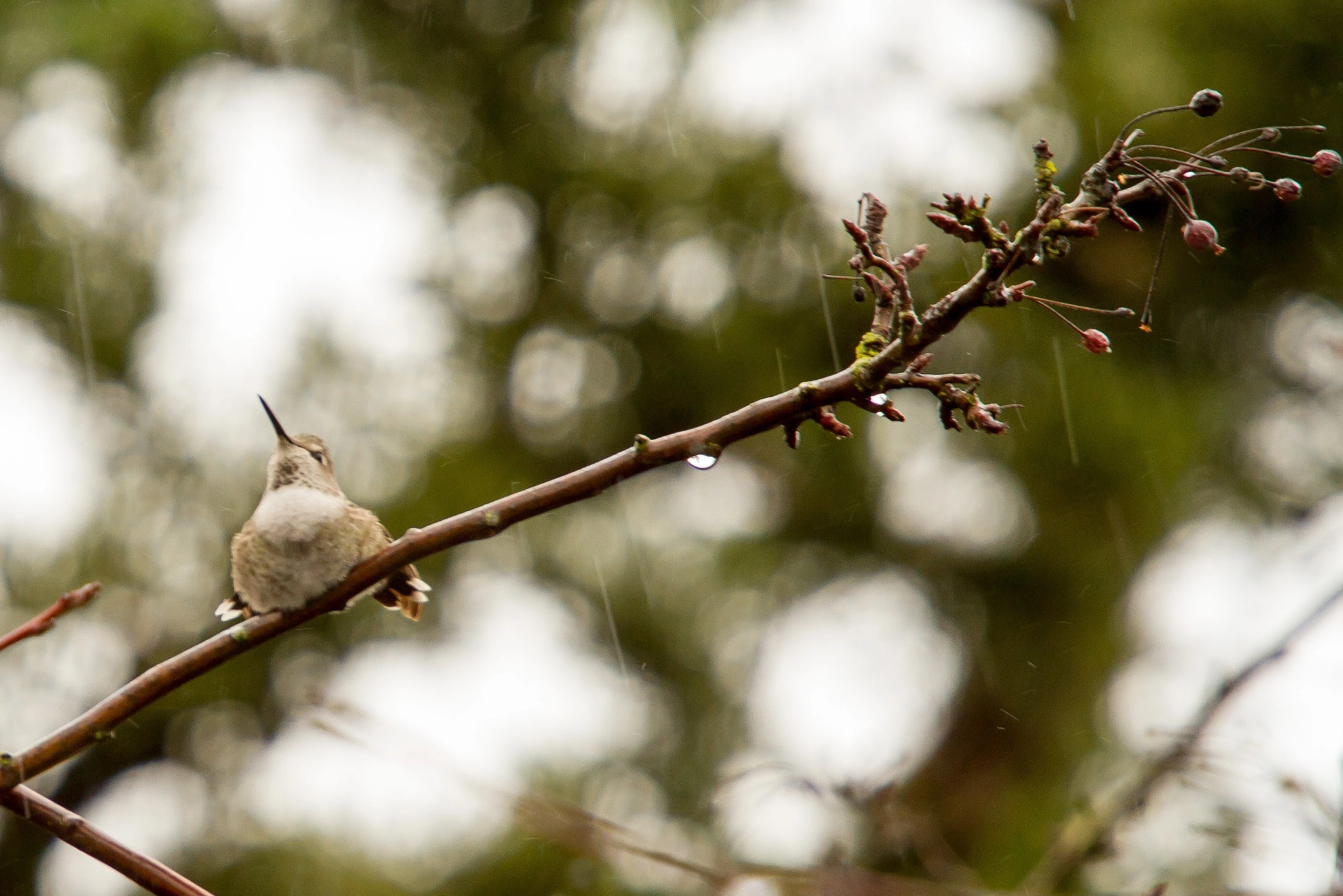 Canon EF 70-200mm F4L IS USM sample photo