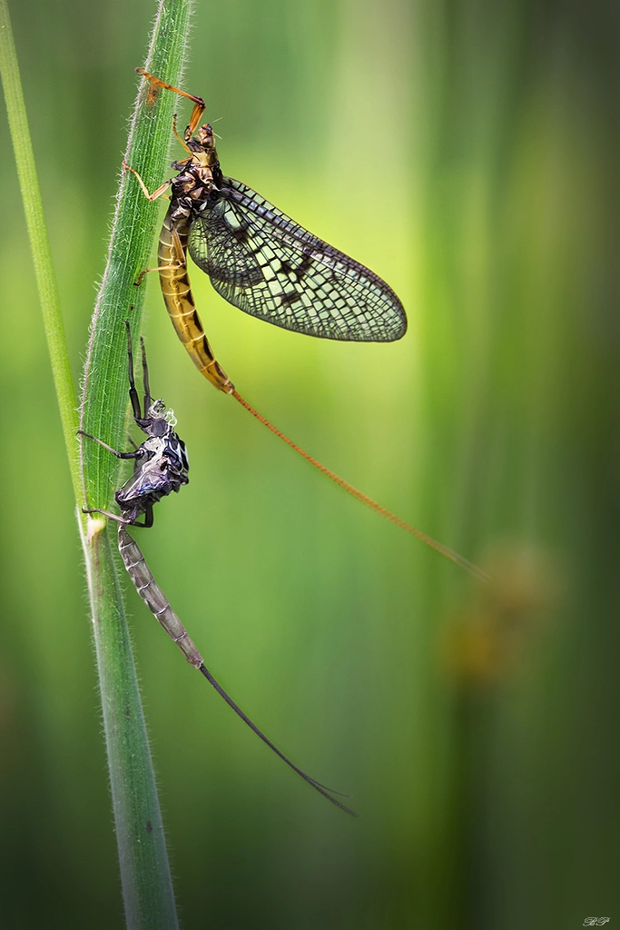 Sigma 150mm f/2.8 EX DG OS HSM APO Macro sample photo. Ephemeroptera photography