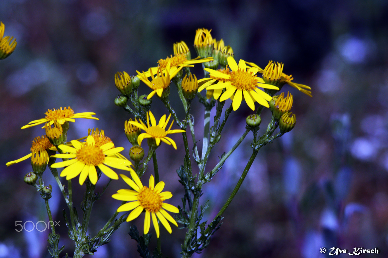 Sigma 150-500mm F5-6.3 DG OS HSM sample photo. Ragwort photography