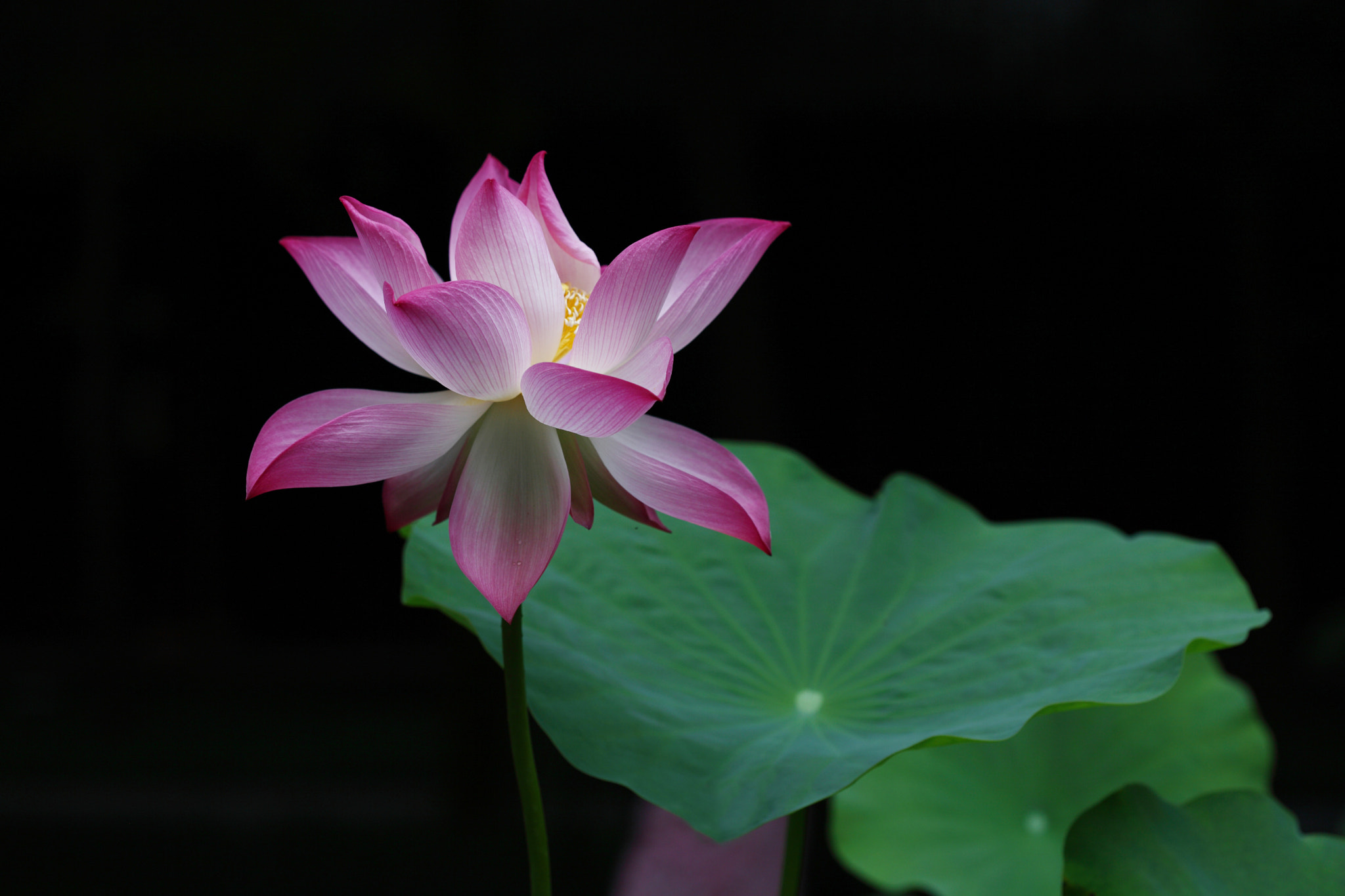 Canon EF 100mm F2.8 Macro USM sample photo