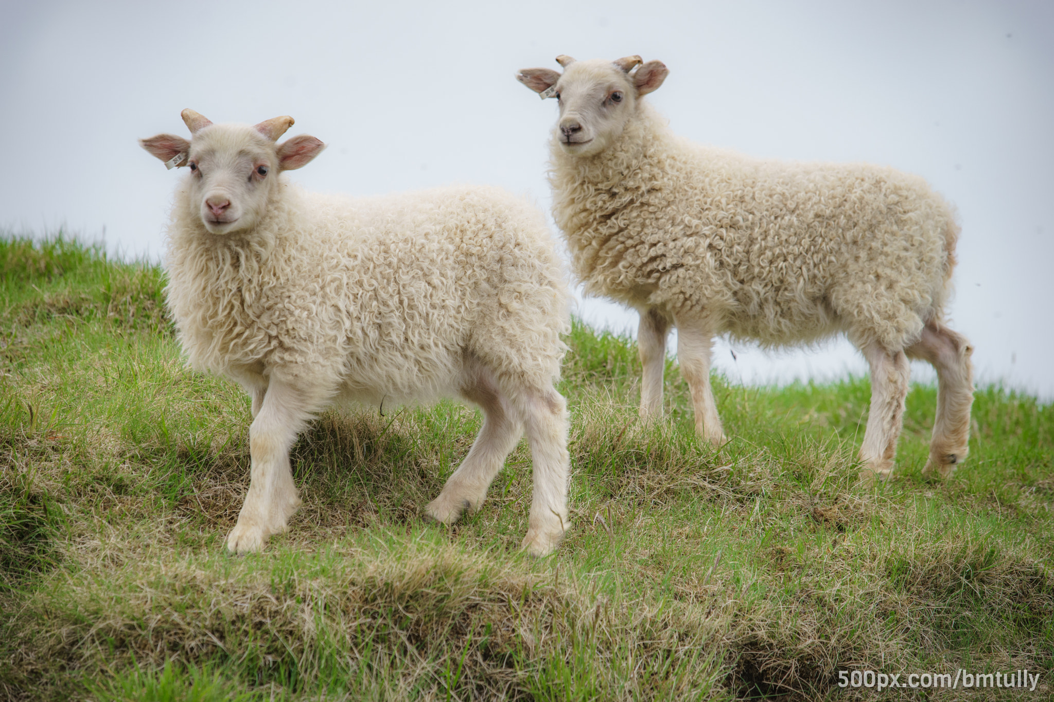 Sony a7 II + Canon EF 70-200mm F2.8L USM sample photo. Mountain lambs photography