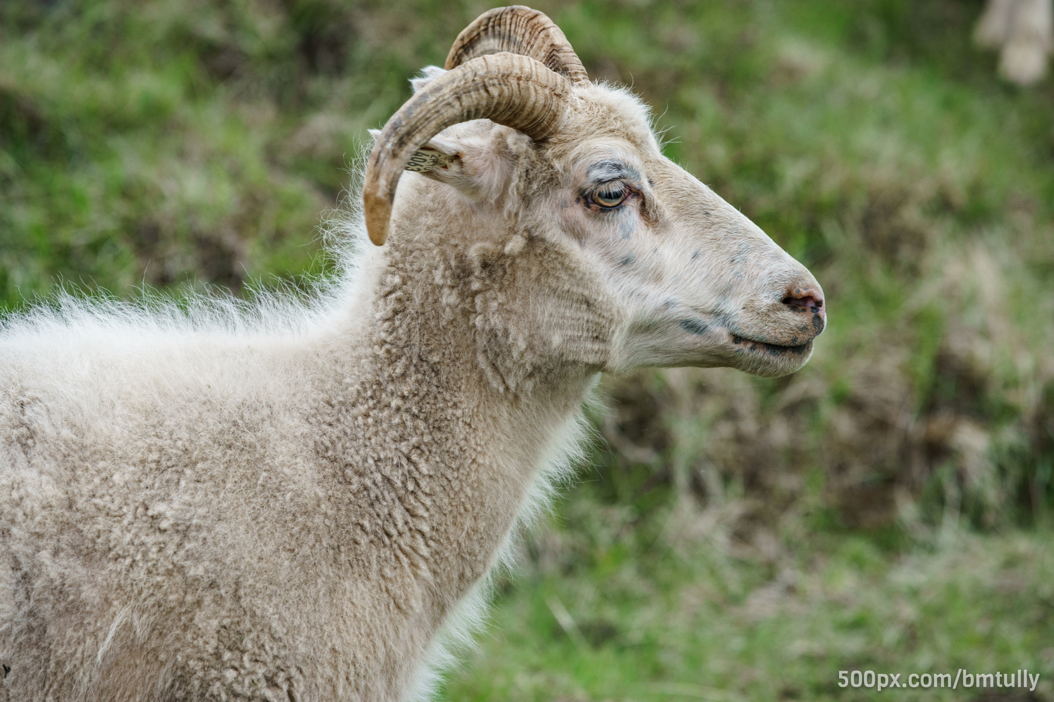 Sony a7 II + Canon EF 70-200mm F2.8L USM sample photo. Mountain sheep photography