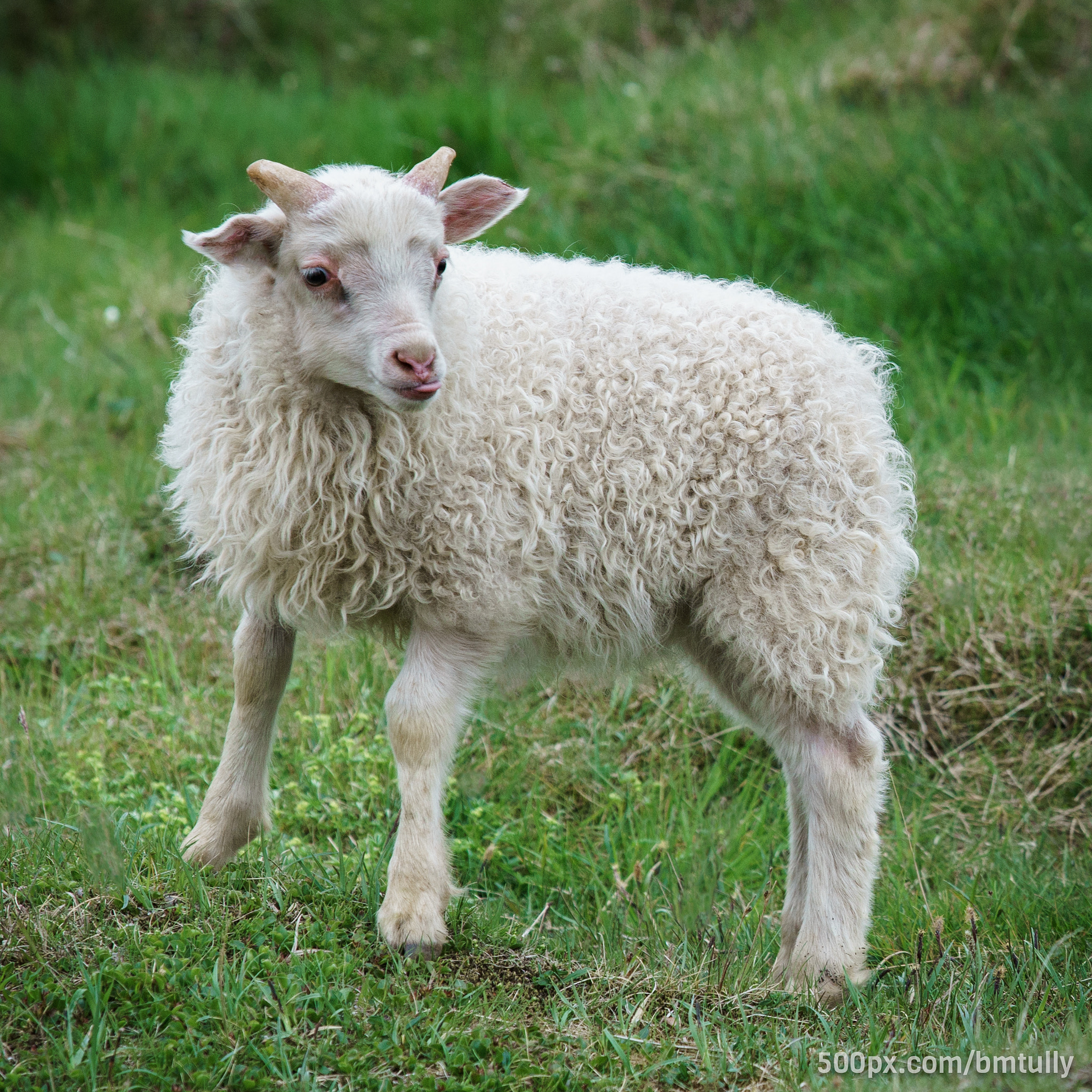 Sony a7 II + Canon EF 70-200mm F2.8L USM sample photo. Baa photography