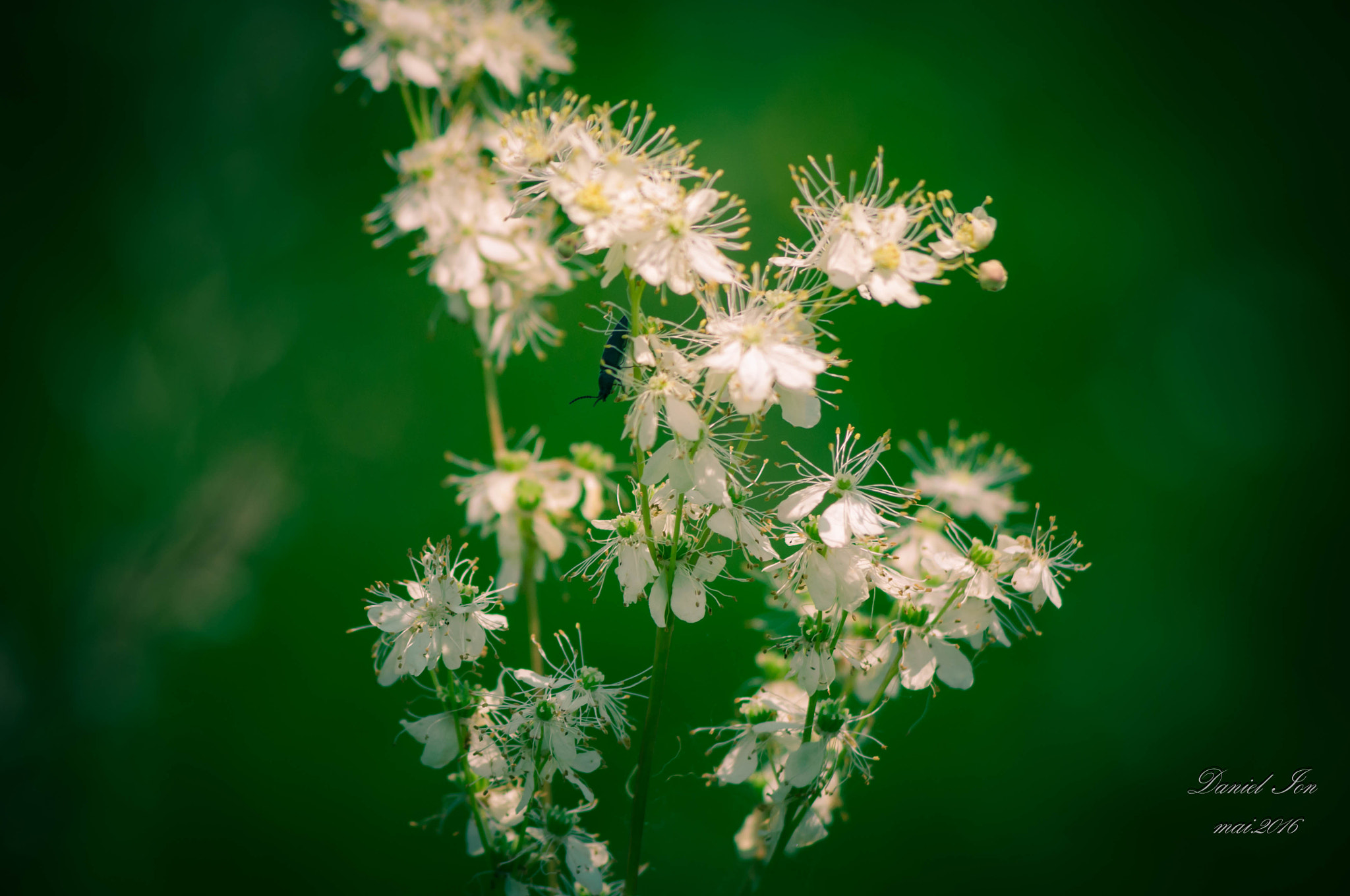 smc PENTAX-FA 80-320mm F4.5-5.6 sample photo. Flower photography