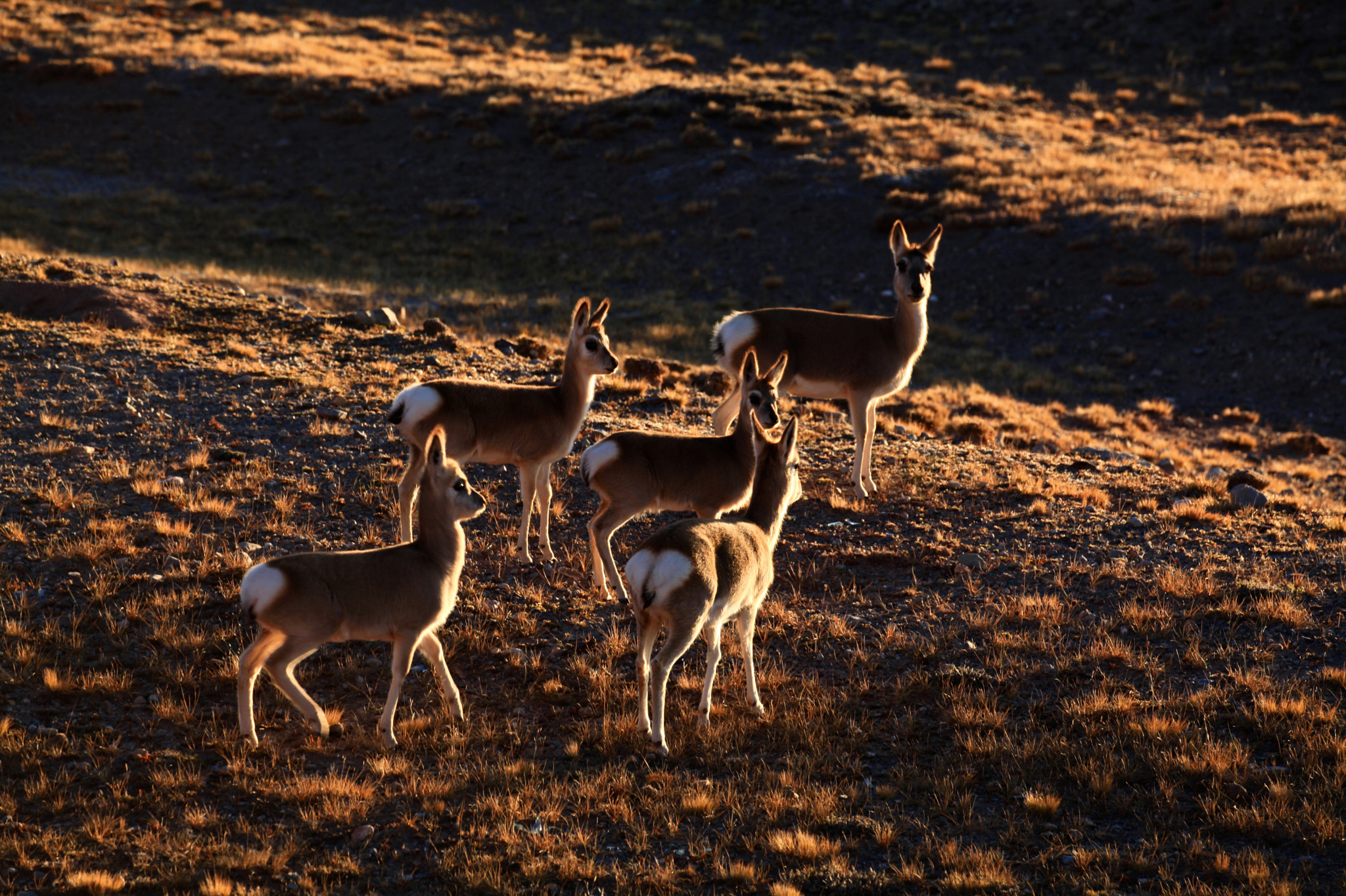 Canon EF 70-300mm F4-5.6L IS USM sample photo