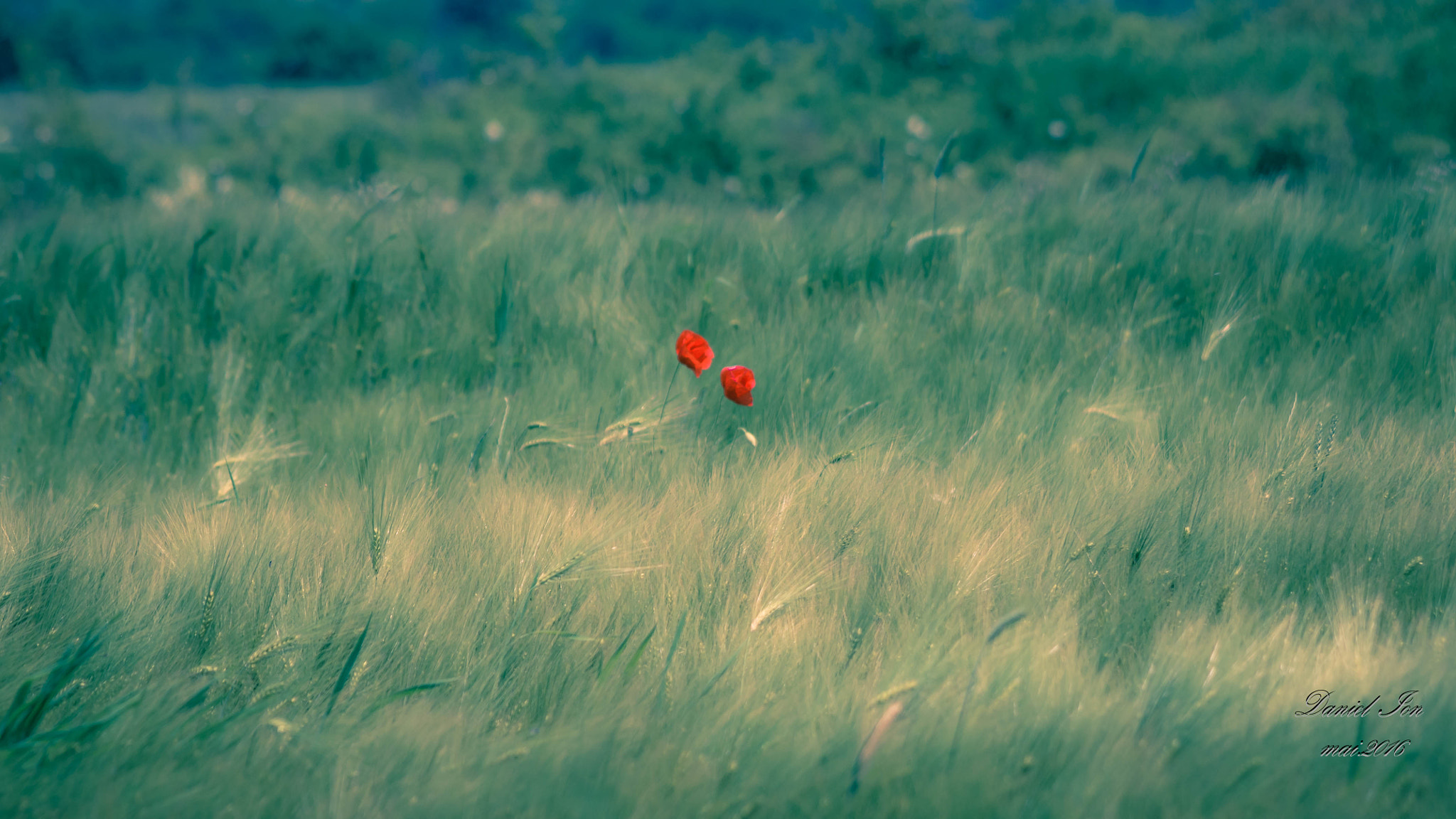 smc PENTAX-FA 80-320mm F4.5-5.6 sample photo. Wheat field photography