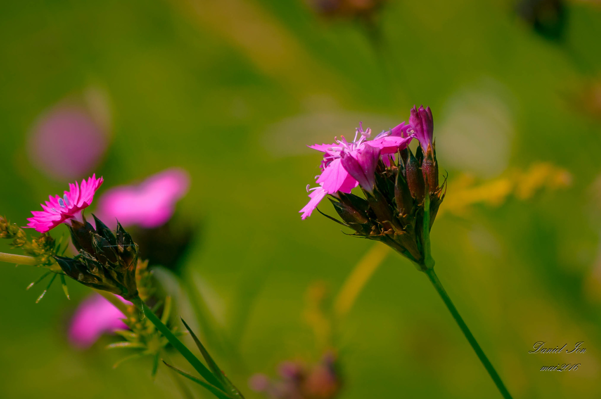 smc PENTAX-FA 80-320mm F4.5-5.6 sample photo. Flower photography