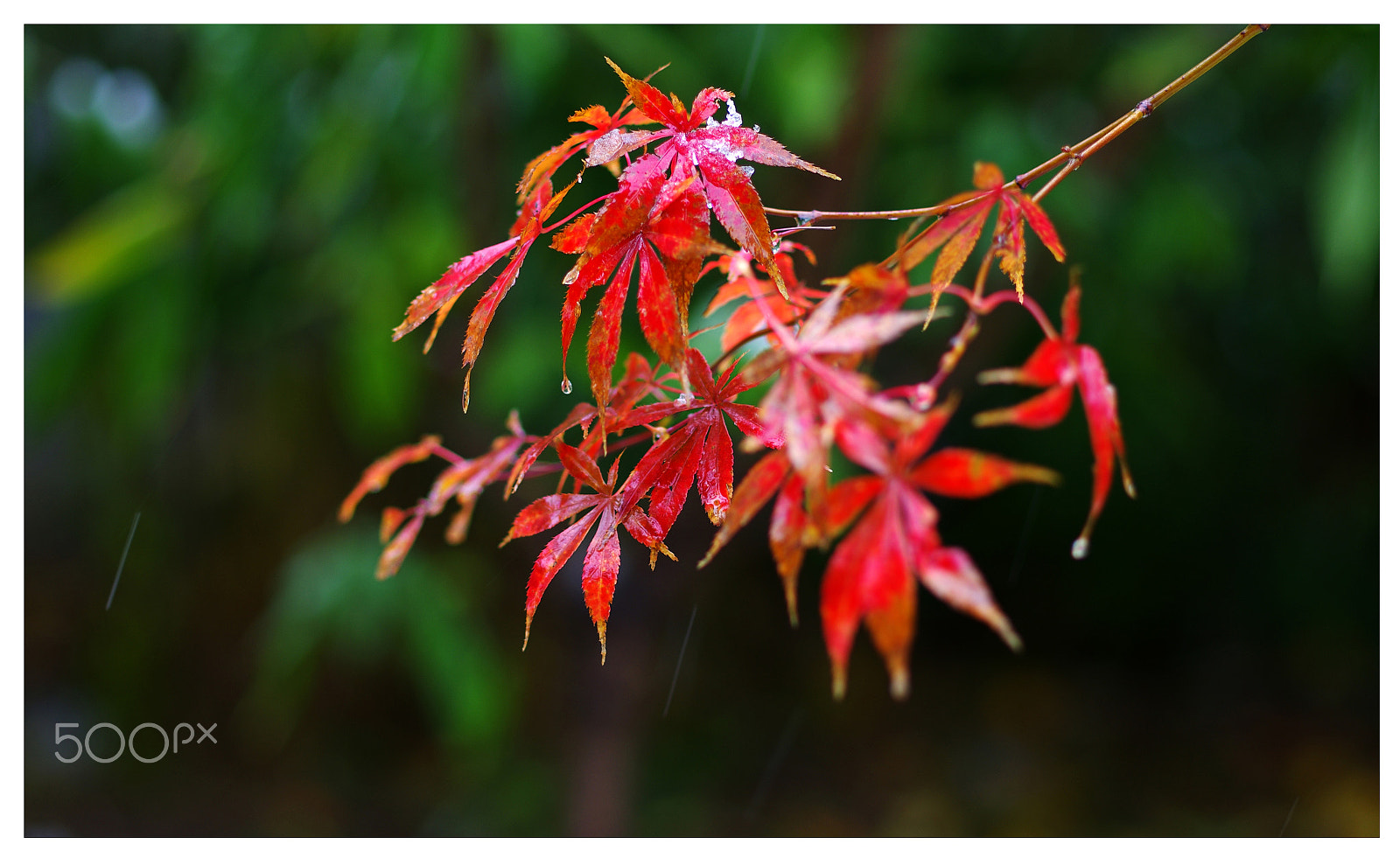 Pentax K-5 IIs + Pentax smc DA* 55mm F1.4 SDM sample photo. 枫叶融雪,.jpg photography