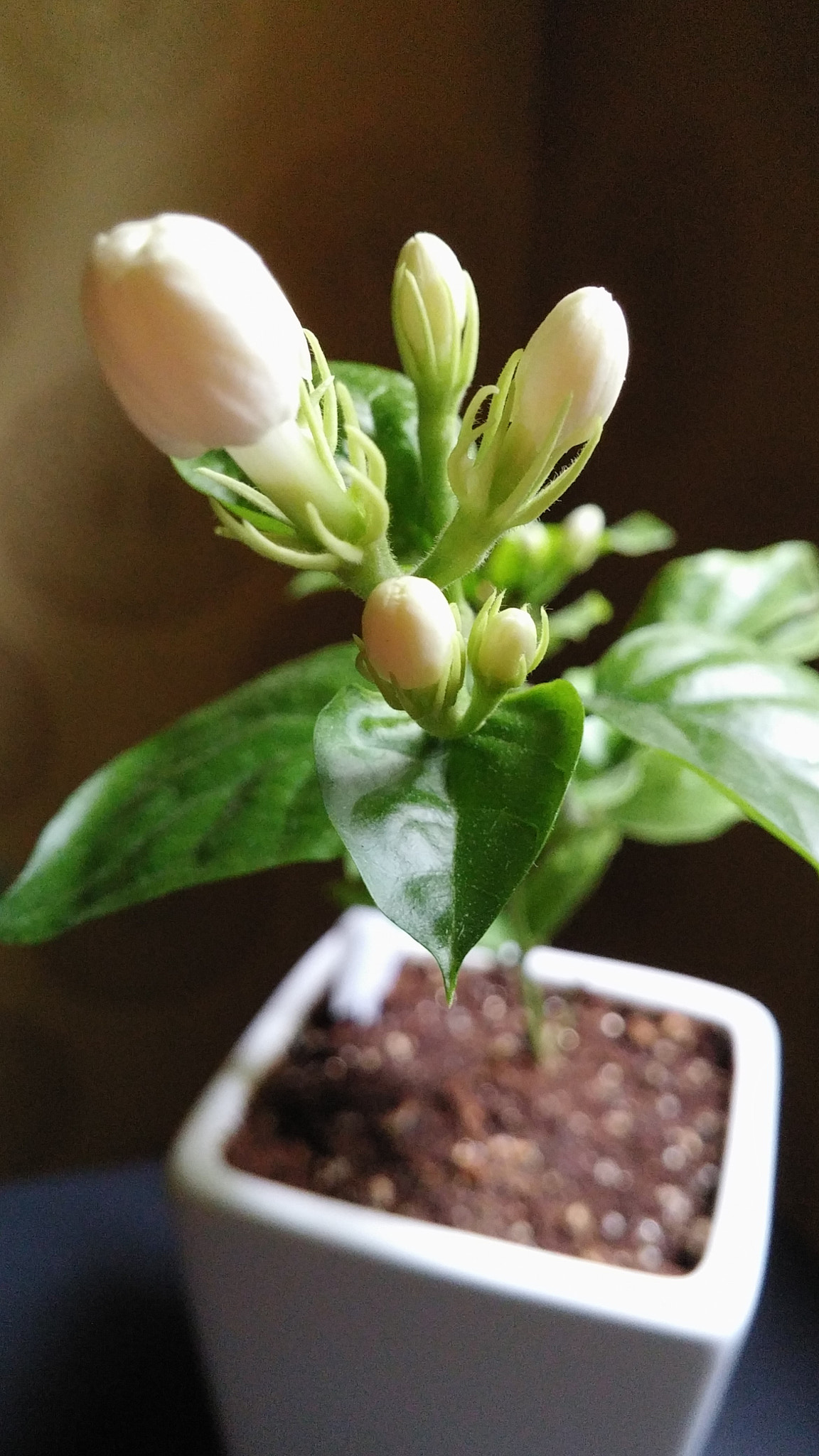 LG G3 CAT.6 sample photo. Arabian jasmine 1 (flower language ; happiness) photography