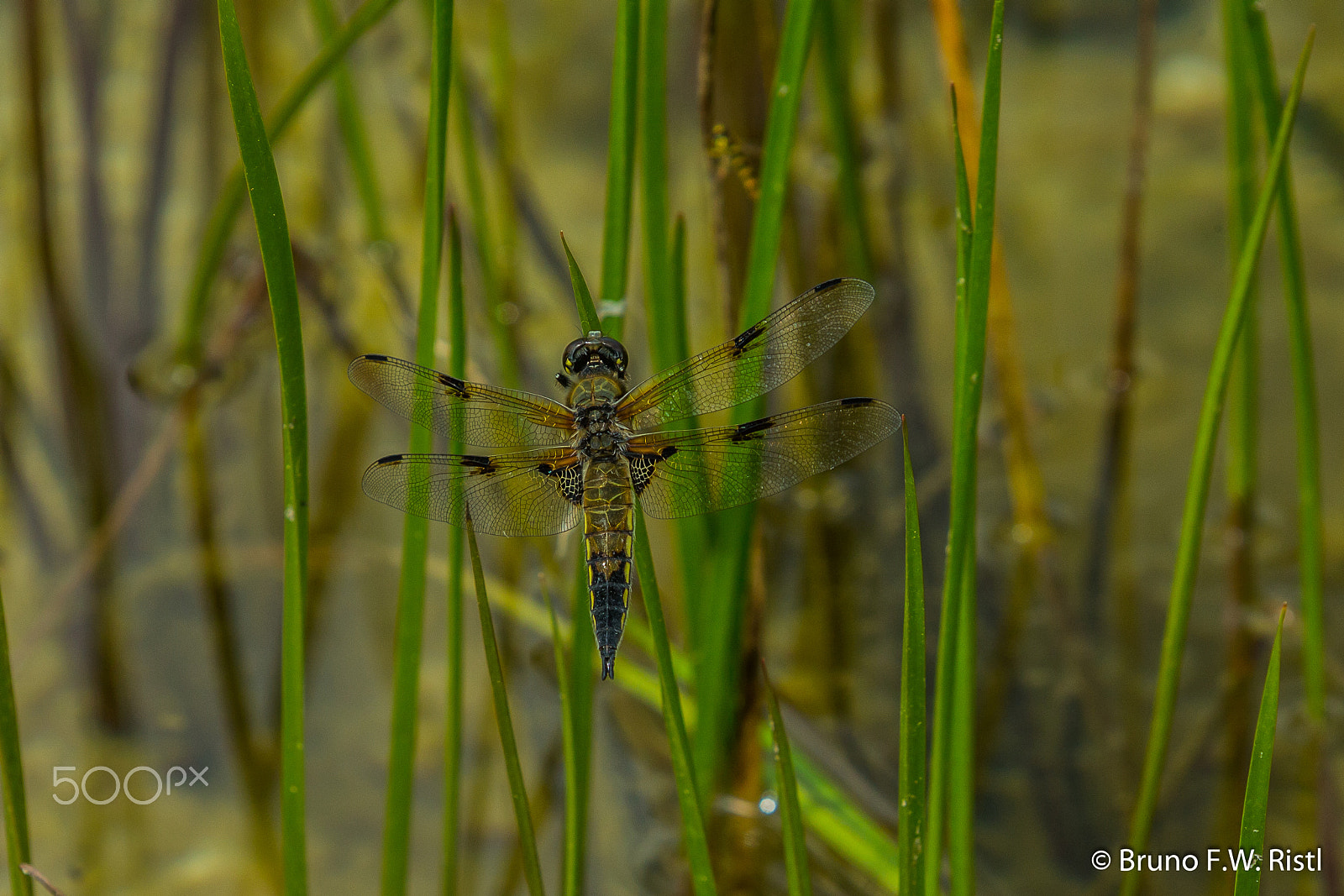 Canon EF 35-350mm F3.5-5.6L USM sample photo. Libelle photography