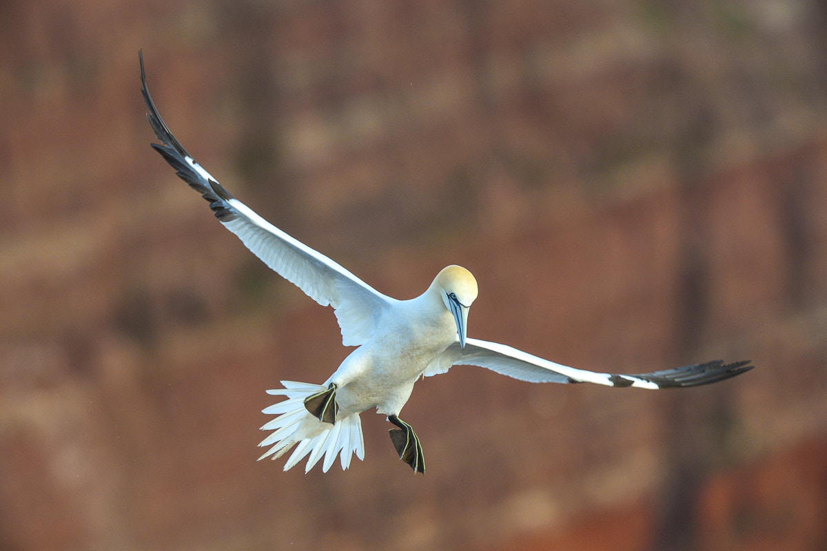 Nikon D5 + Nikon AF-S Nikkor 500mm F4G ED VR sample photo. Basstölpel photography